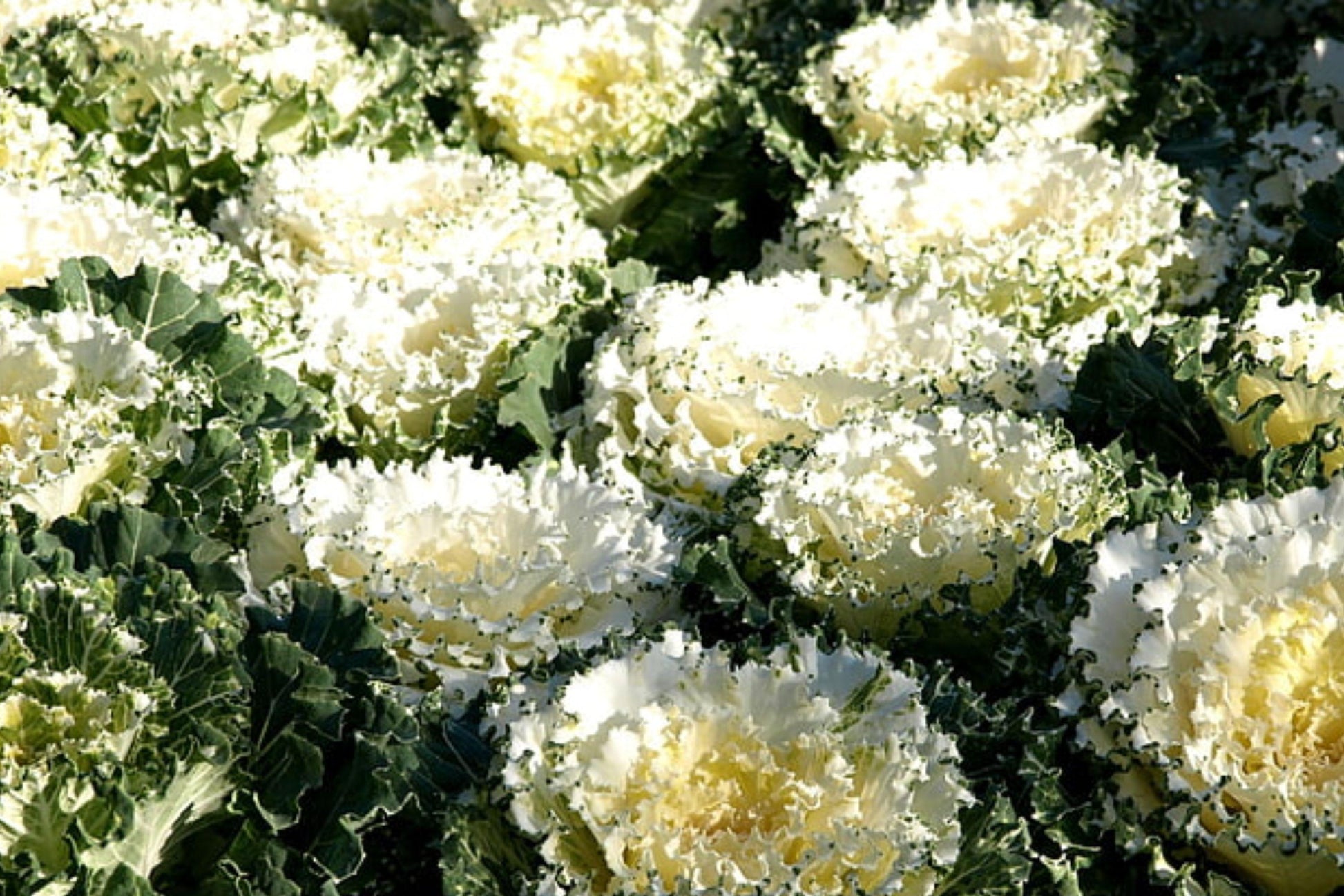 Ornamental Kale Seeds – Decorative Brassica Oleracea, Non-GMO, Vibrant Foliage for Gardens, Borders & Containers, 25 Pack