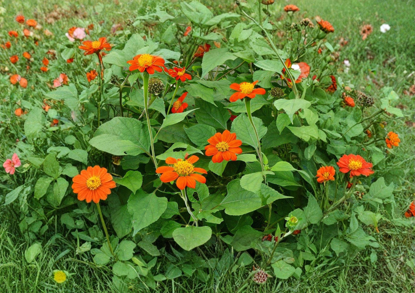 Tithonia Rotundifolia Mexican Sunflower Seeds – Bright Orange, Heat Tolerant, Pollinator-Friendly, 50 Seeds