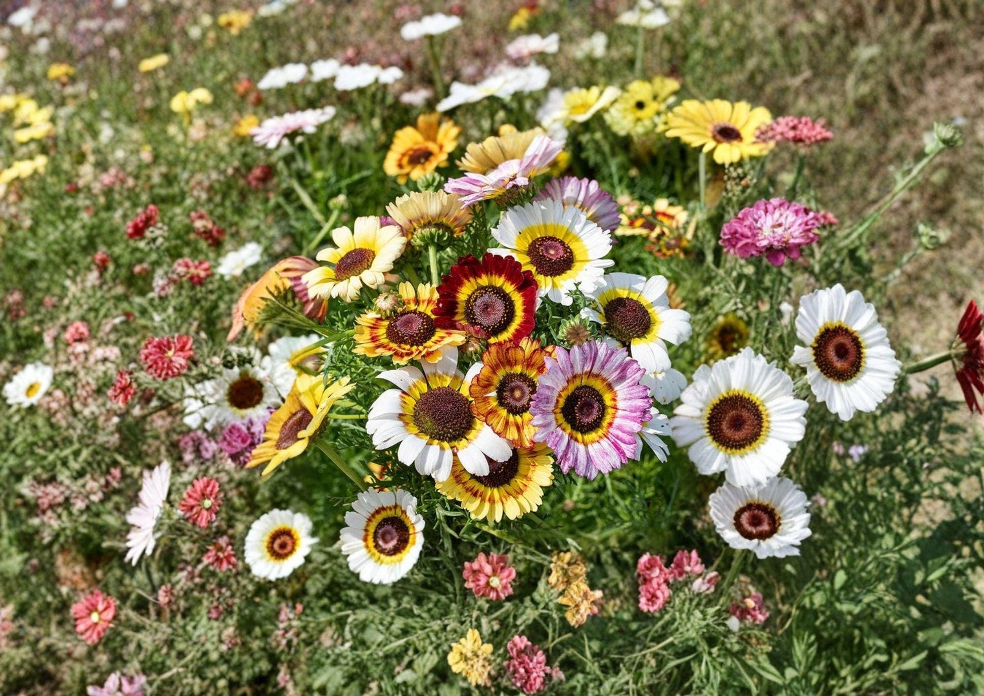 Painted Daisy Seeds | Chrysanthemum carinatum | Colorful Tricolor Wildflower for Gardens & Borders