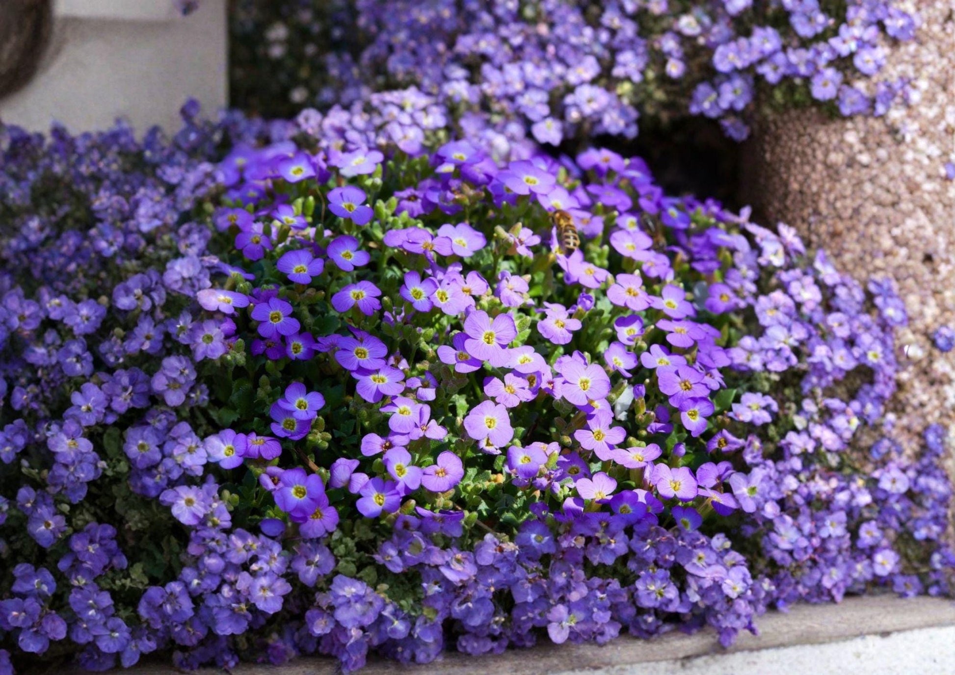 Aubrieta Deltoidea Purple Rockcress Seeds – Perennial Ground Cover with Vibrant Purple Spring Flowers for Rock Gardens & Borders