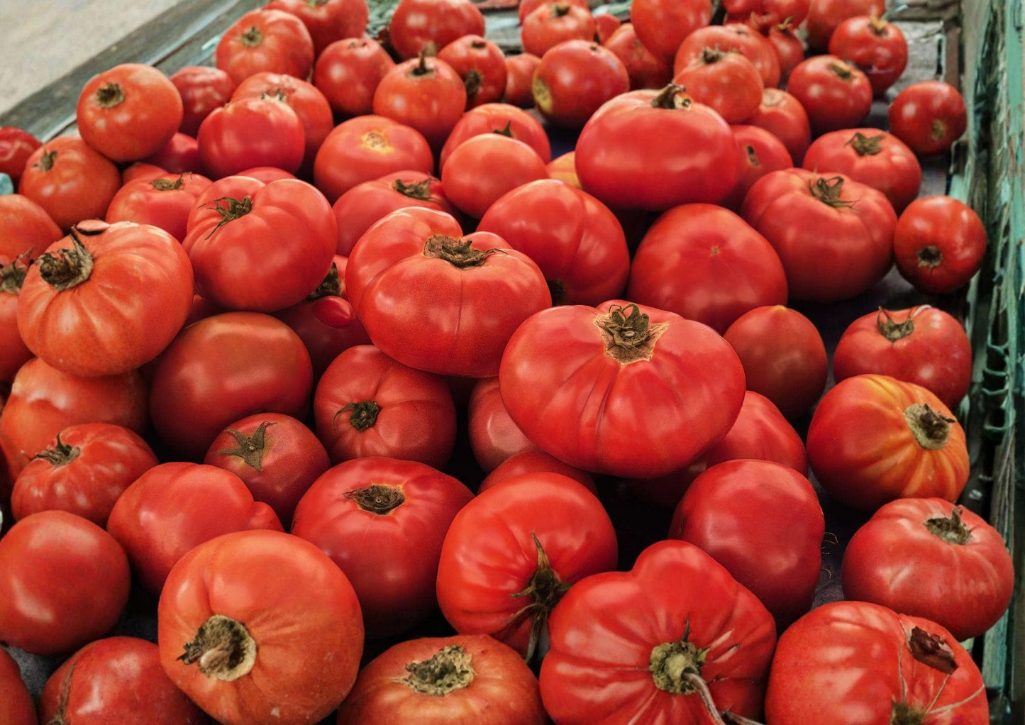 VR Moscow Tomato Seeds – Heirloom Red Slicing Tomatoes, Cold Tolerant, 30 Seeds, Solanum lycopersicum