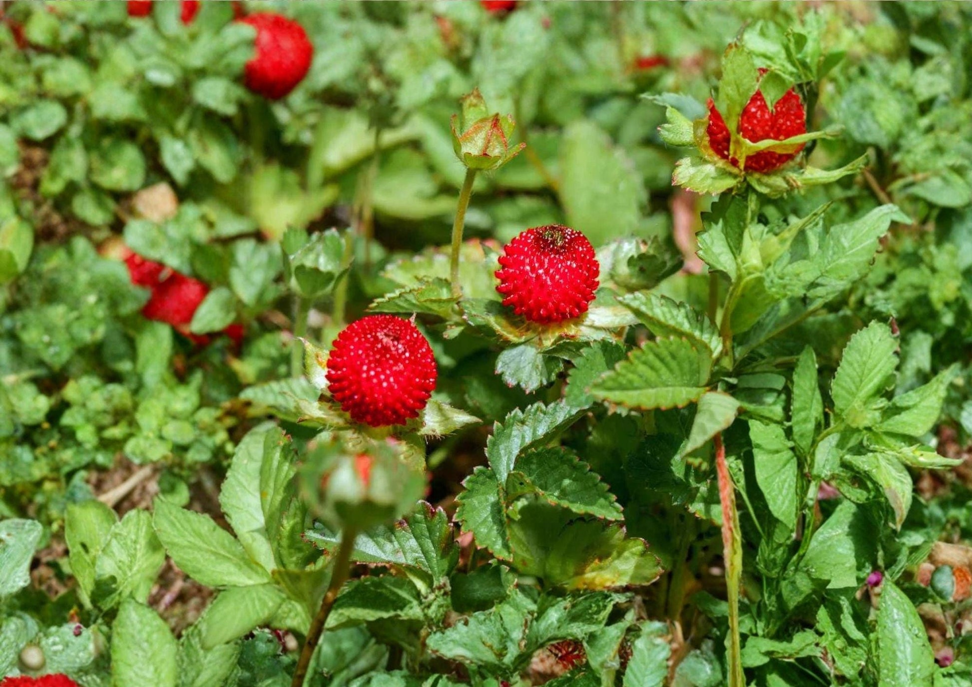 Duchesnea Indica Indian Strawberry Groundcover Seeds – Bright Yellow Flowers & Red Berries, Hardy Perennial, Natural Landscape Plant