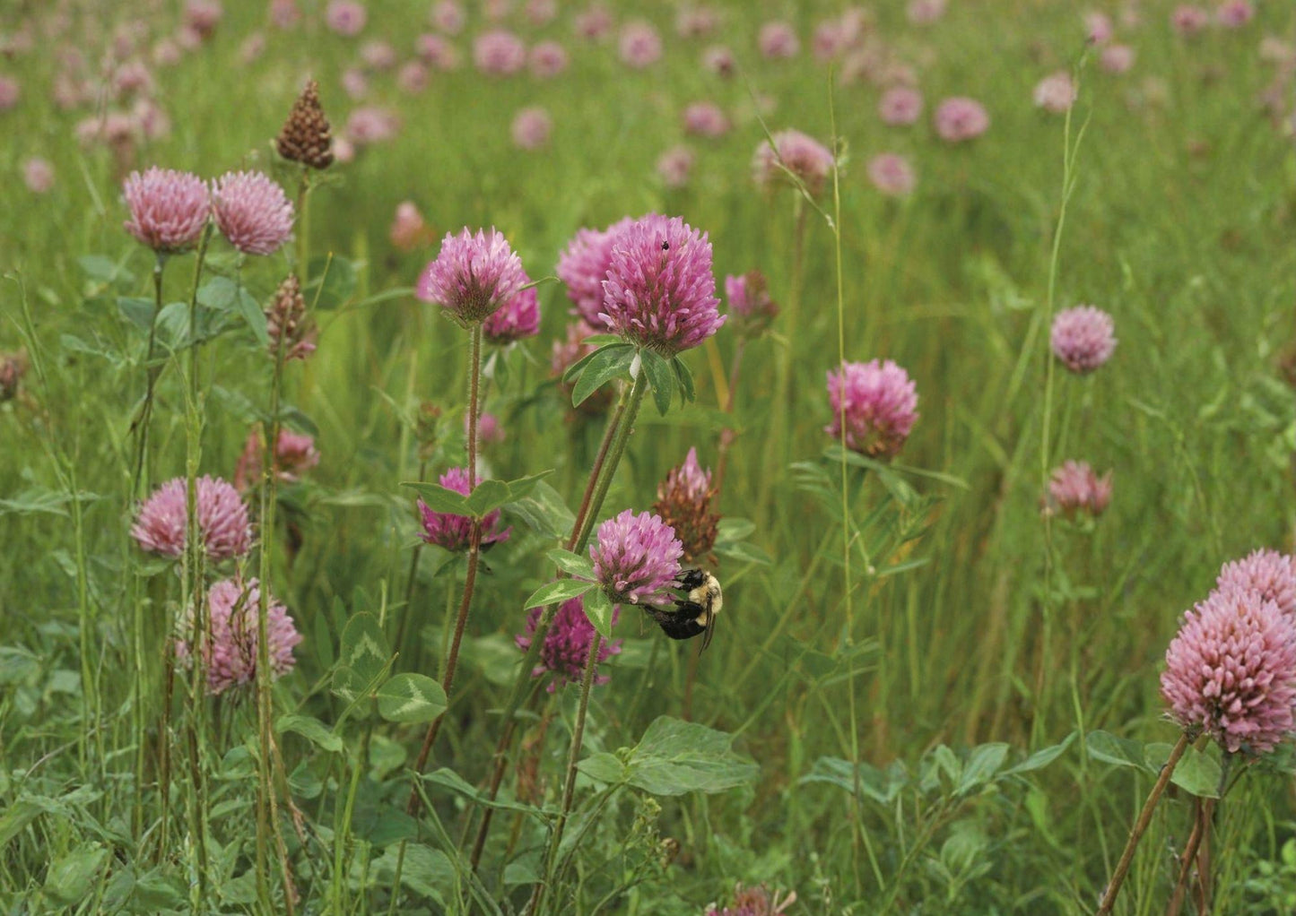 Mammoth Red Clover Seeds | Pollinator Friendly Legume for Soil Improvement | Trifolium pratense | 1000 Seeds