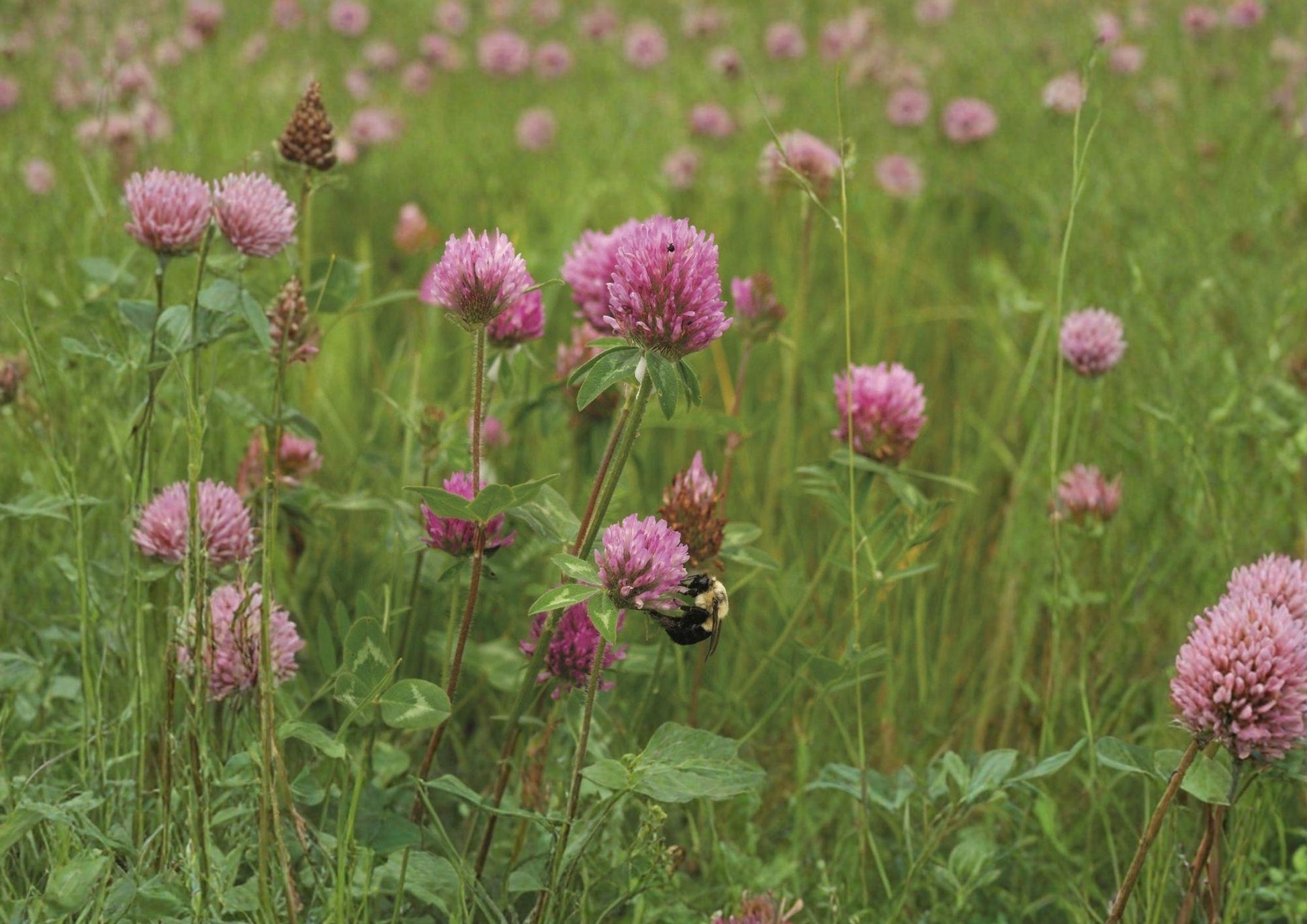 Mammoth Red Clover Seeds | Pollinator Friendly Legume for Soil Improvement | Trifolium pratense | 1000 Seeds