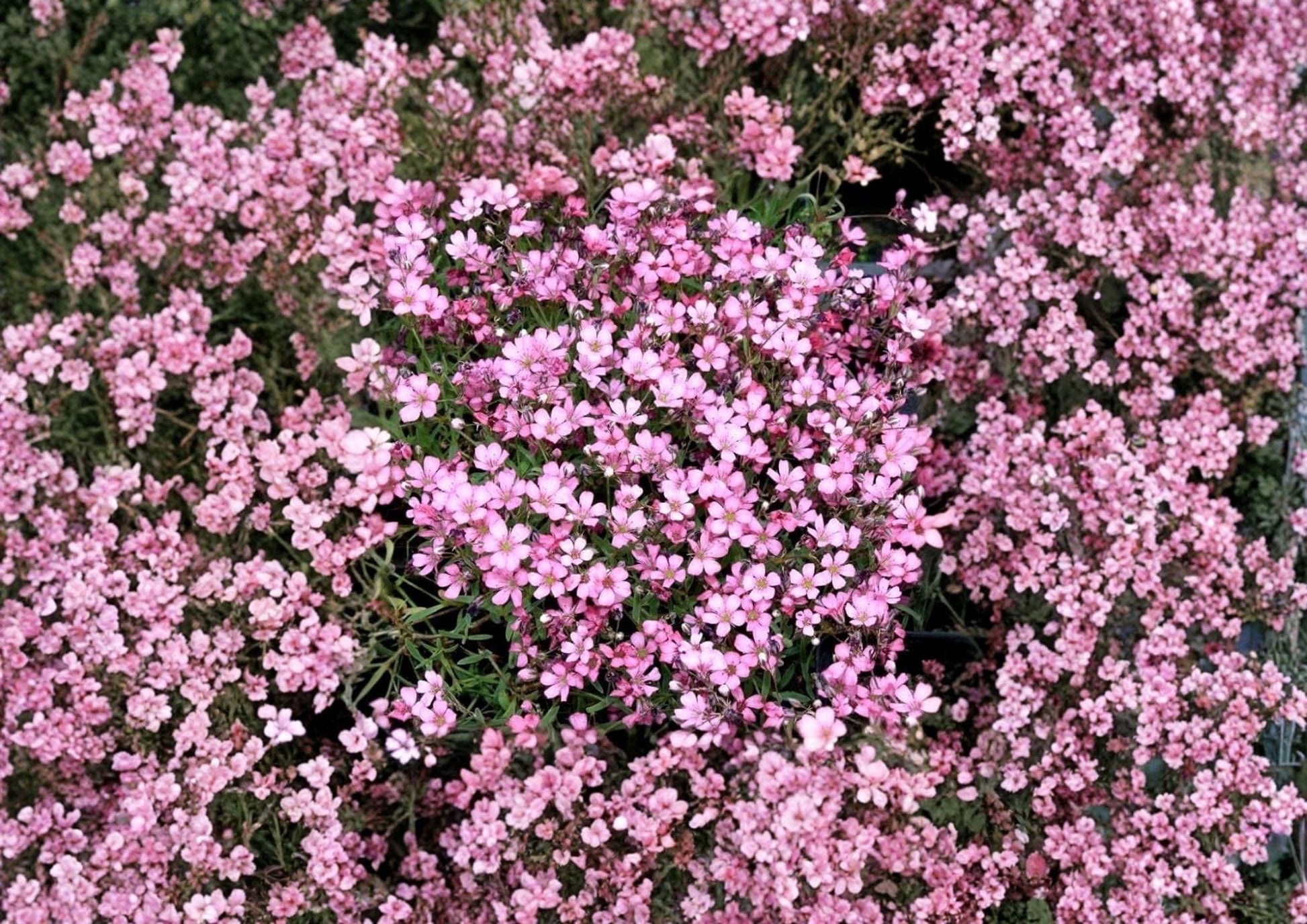 Gypsophila Repens Rose Pink Seeds – Perennial Ground Cover for Rock Gardens, Borders & Cottage Gardens