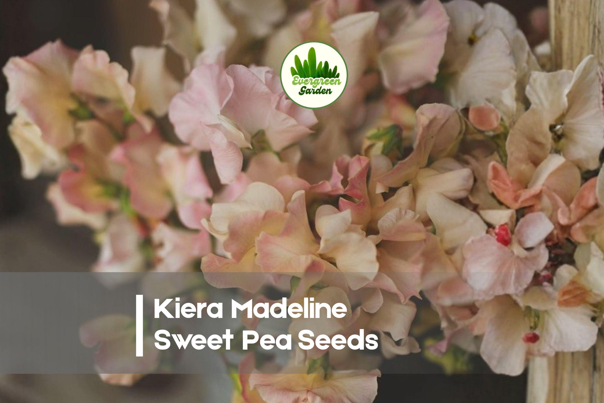 Kiera Madeline Sweet Pea Seeds – Pink & Cream Bi-Color, Fragrant Climbing Vine, Lathyrus odoratus, 50 Seeds