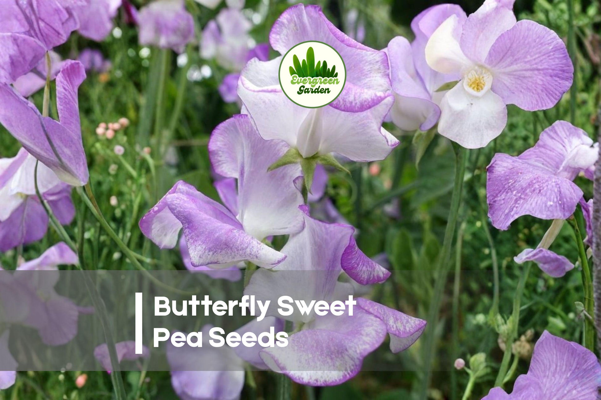 Butterfly Sweet Pea Seeds, Climbing Vine, Pastel Blooms, Lathyrus odoratus, 50 Seeds for Garden, Trellis & Cut Flowers