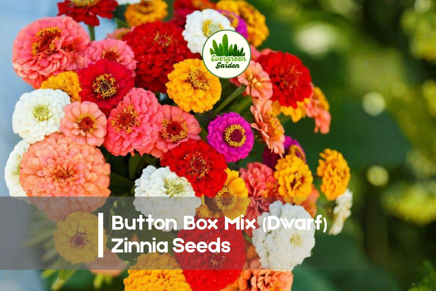 Button Box Mix Dwarf Zinnia Seeds, Zinnia elegans, Bright Colorful Flowers for Containers & Borders
