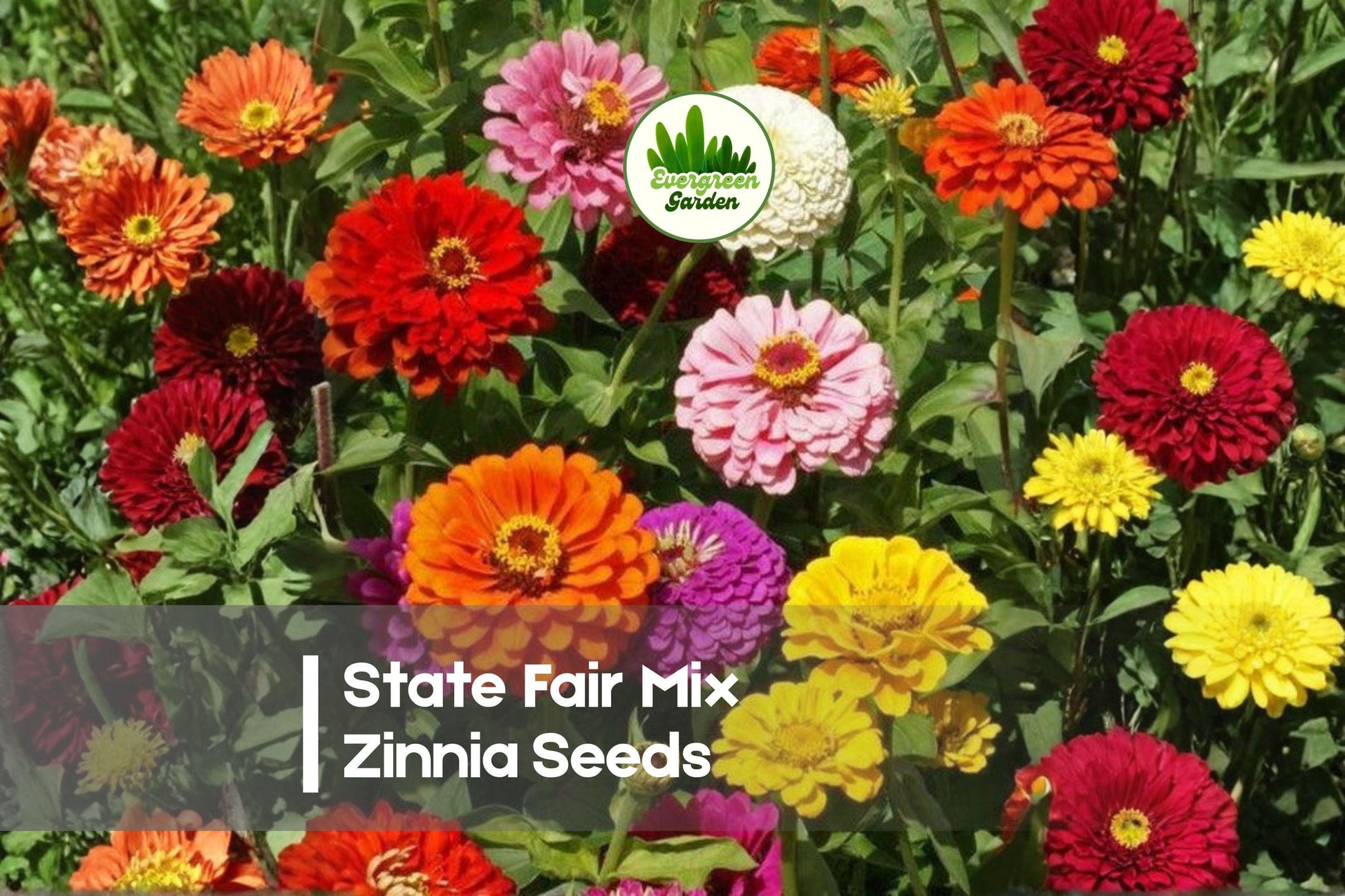 100 State Fair Mix Zinnia Seeds – Bright Colorful Flowers, Zinnia elegans, Annual for Borders, Pollinator & Cut Flower Gardens