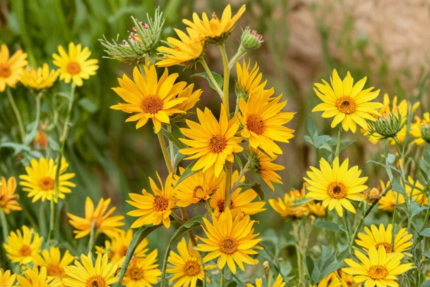 Maximilian Sunflower Seeds – Native Perennial Wildflower, Pollinator Friendly, Helianthus maximiliani, 500+ Seeds