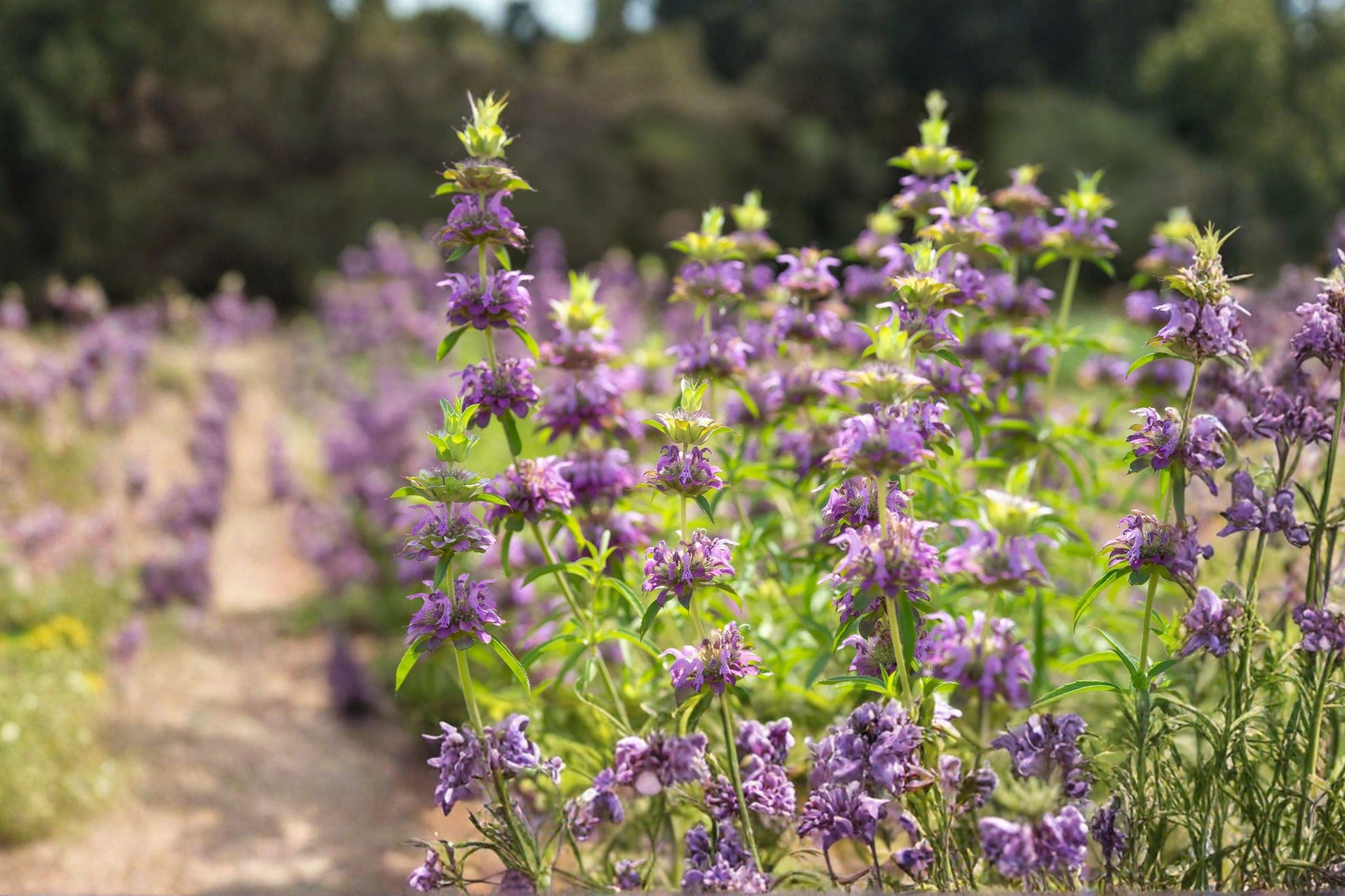 Lemon Bee Balm Seeds – Lavender Flowers, Pollinator Herb, Monarda citriodora, 1000+ Seeds for Herb Gardens & Wildflower Landscapes