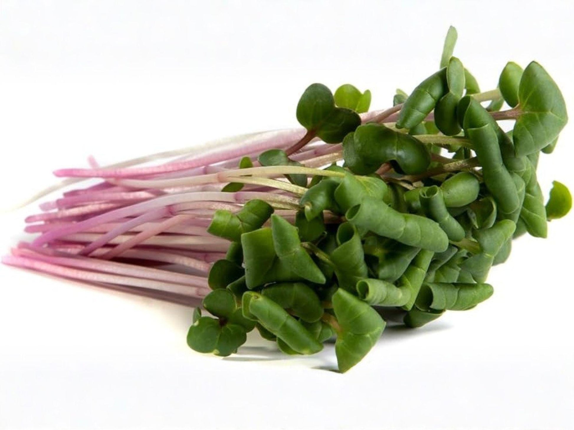 Triton Purple Stem Radish Seeds – Heirloom Spring Garden Vegetable, Crisp, Fast-Growing, 100 Seeds
