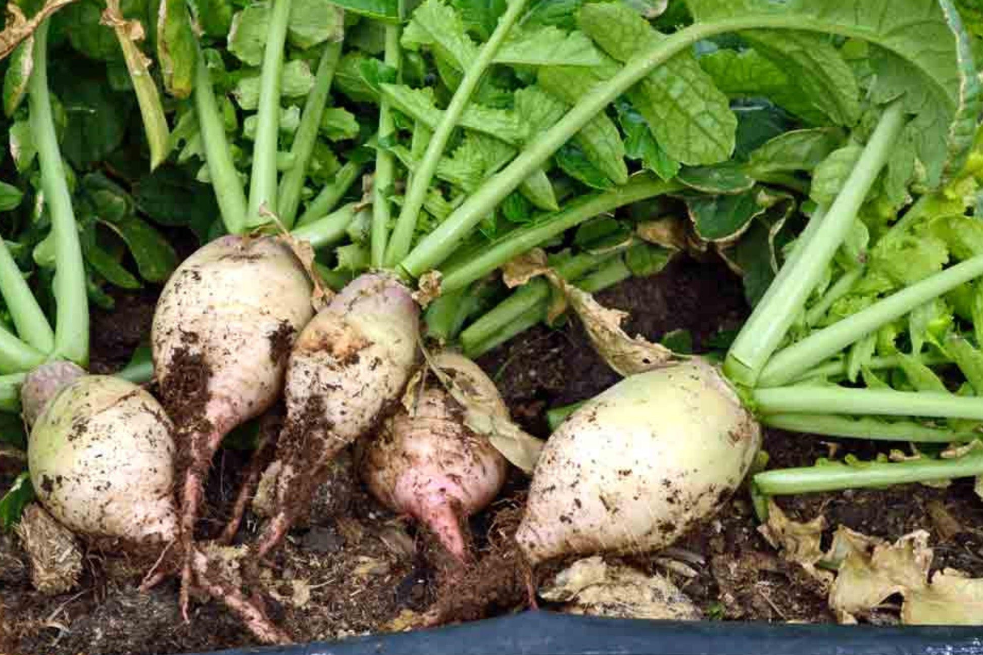 Seven Top Turnip Seeds – Heirloom Non-GMO Greens for Home Gardens, Brassica rapa, Cool Season, 600 Seeds
