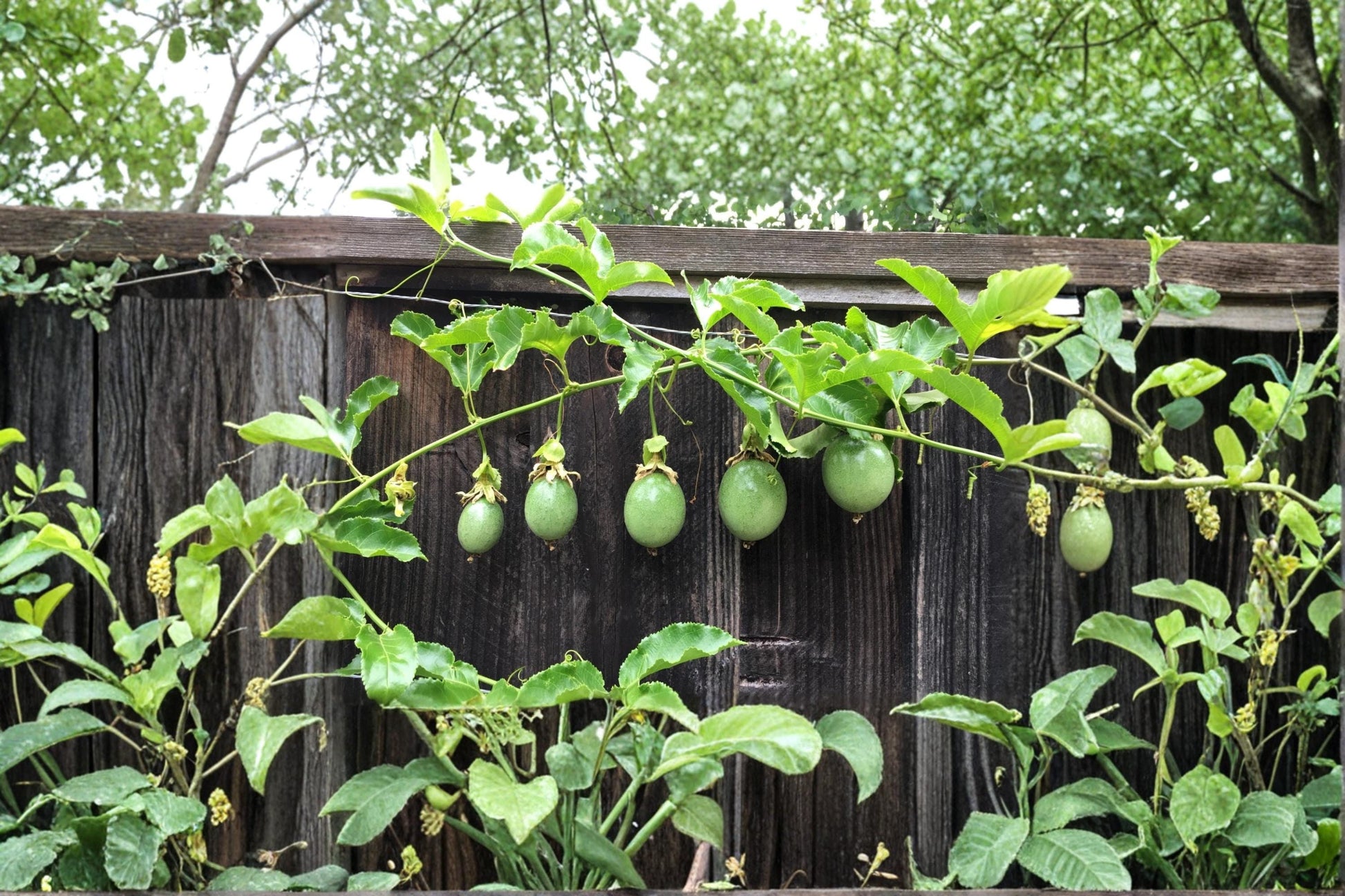 Purple Passion Fruit Cuttings - 12" Unrooted Passiflora edulis Tropical Climbing Vine for Garden, Trellis & Fence