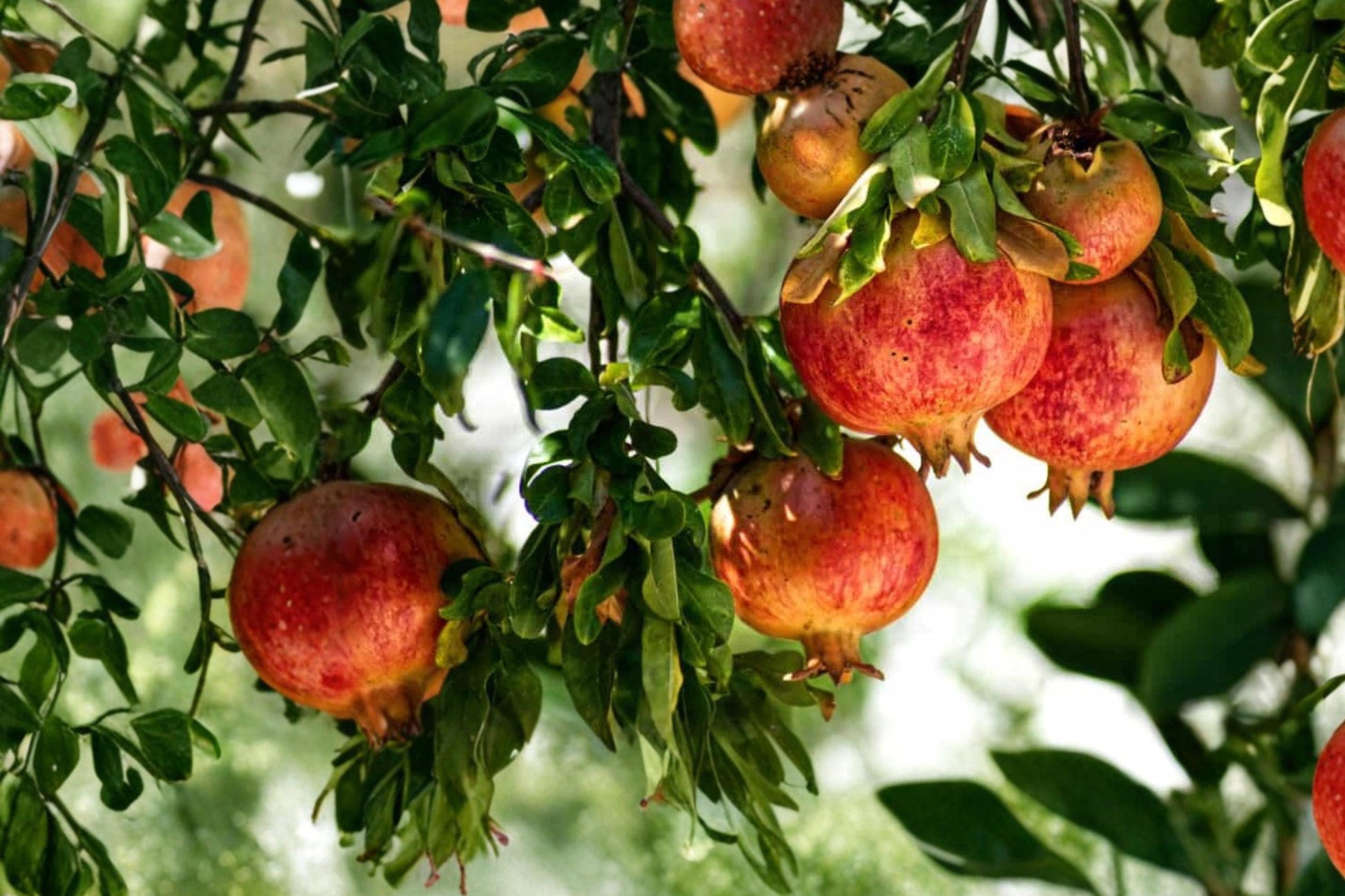 Fleishman Pomegranate Cuttings 6-8" | Punica granatum Fruit Tree Propagation Material