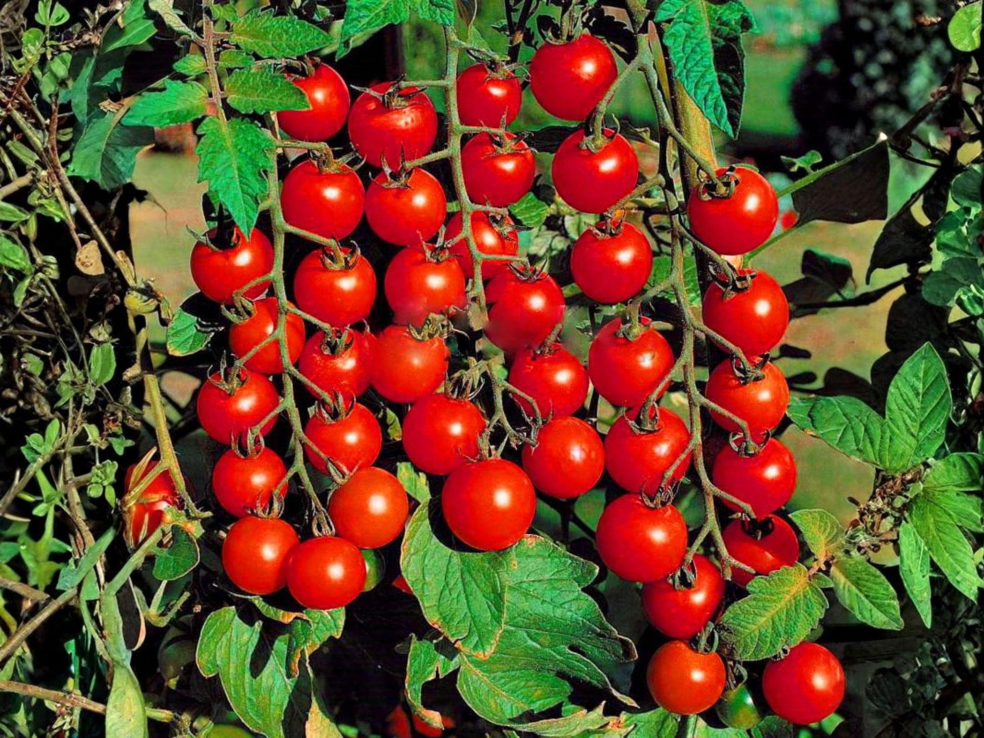 Heirloom Red Cherry Tomato Seeds – Indeterminate Container Garden Variety – Sweet Juicy Bites – Solanum lycopersicum