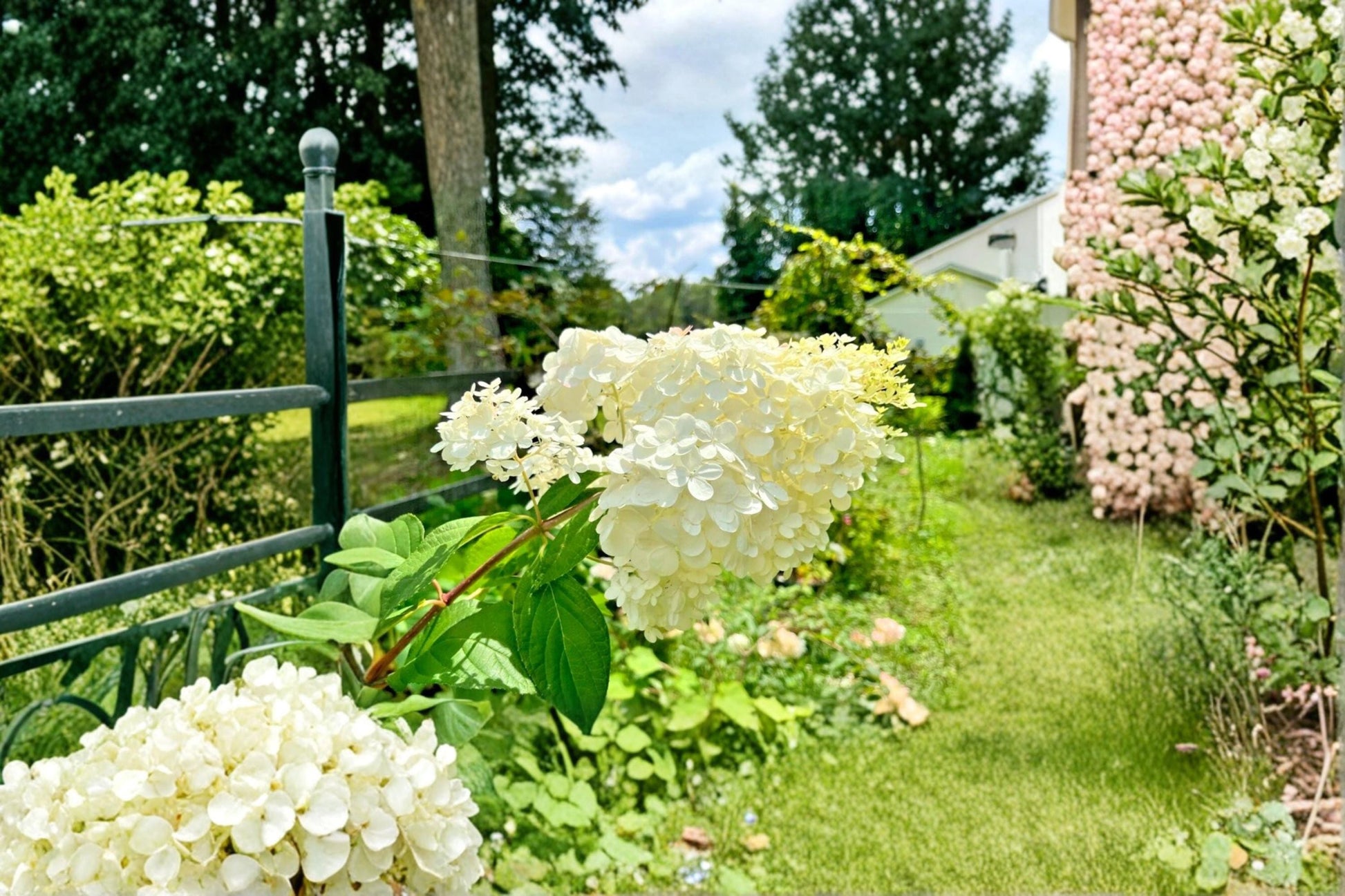 Vanilla Strawberry Hydrangea Cuttings 6-7" Unrooted Hydrangea paniculata Shrub for Garden Propagation
