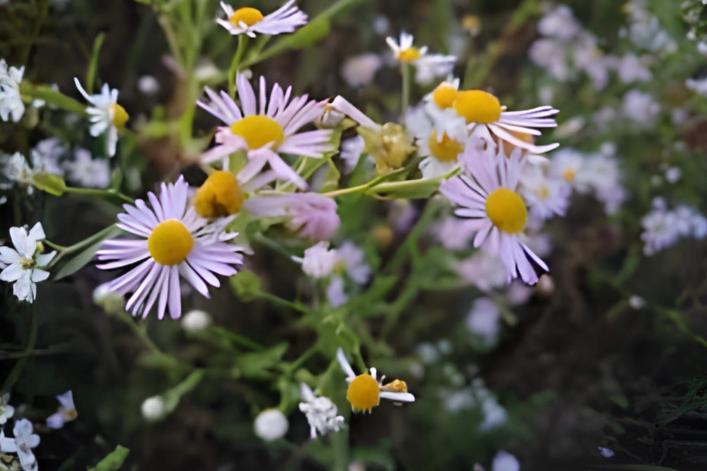 Decurrent False Aster Seeds 500 Count Boltonia decurrens Native Wildflower for Prairie Gardens & Pollinator Habitats