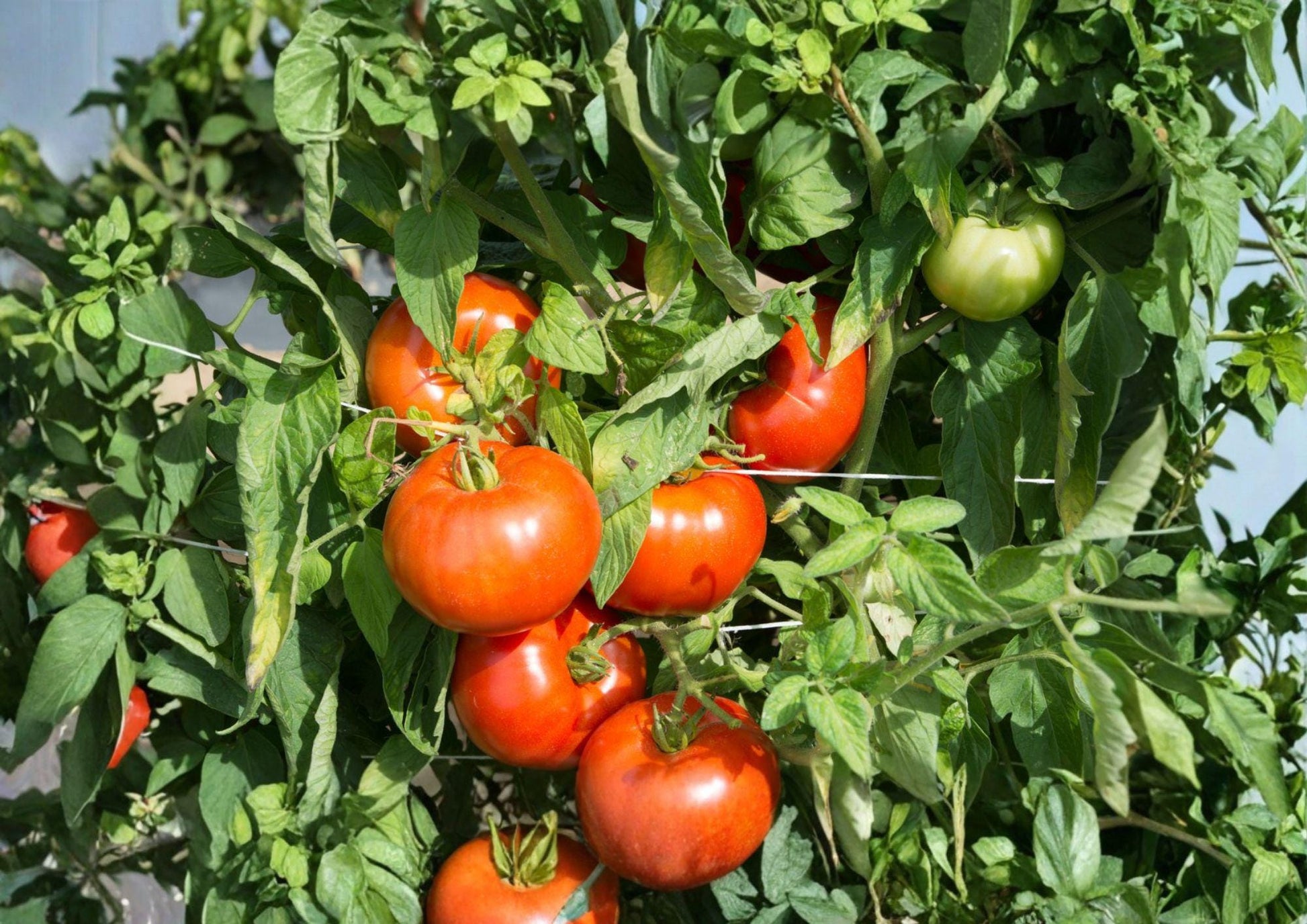 Rutgers Tomato Seeds – 30 Heirloom Slicing Tomato Seeds for Home Garden, Bright Red, Reliable Yield, Organic, Non-GMO