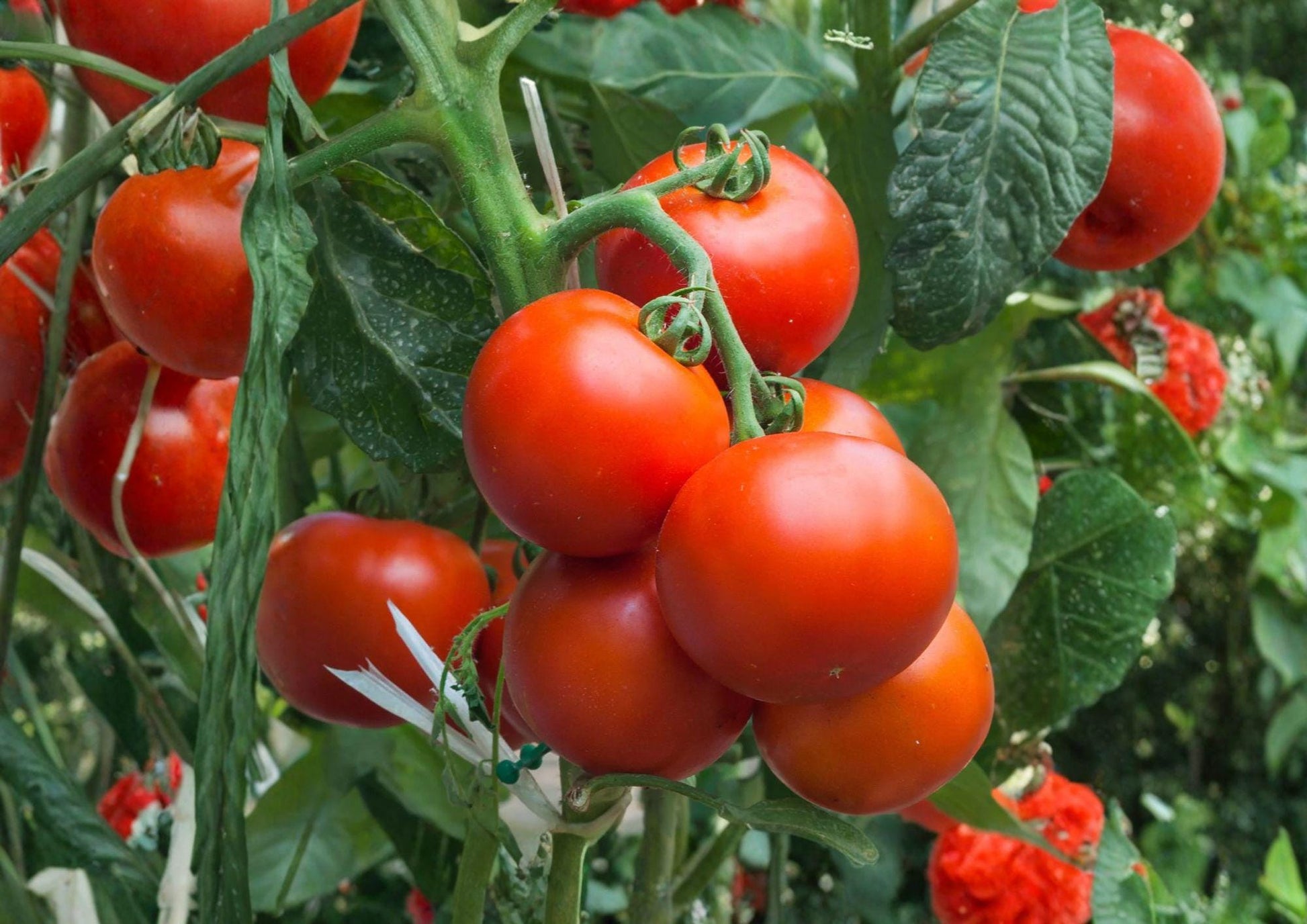 Super Sioux Heirloom Red Slicing Tomato Seeds – Heat Tolerant, Organic, Garden & Container Growing