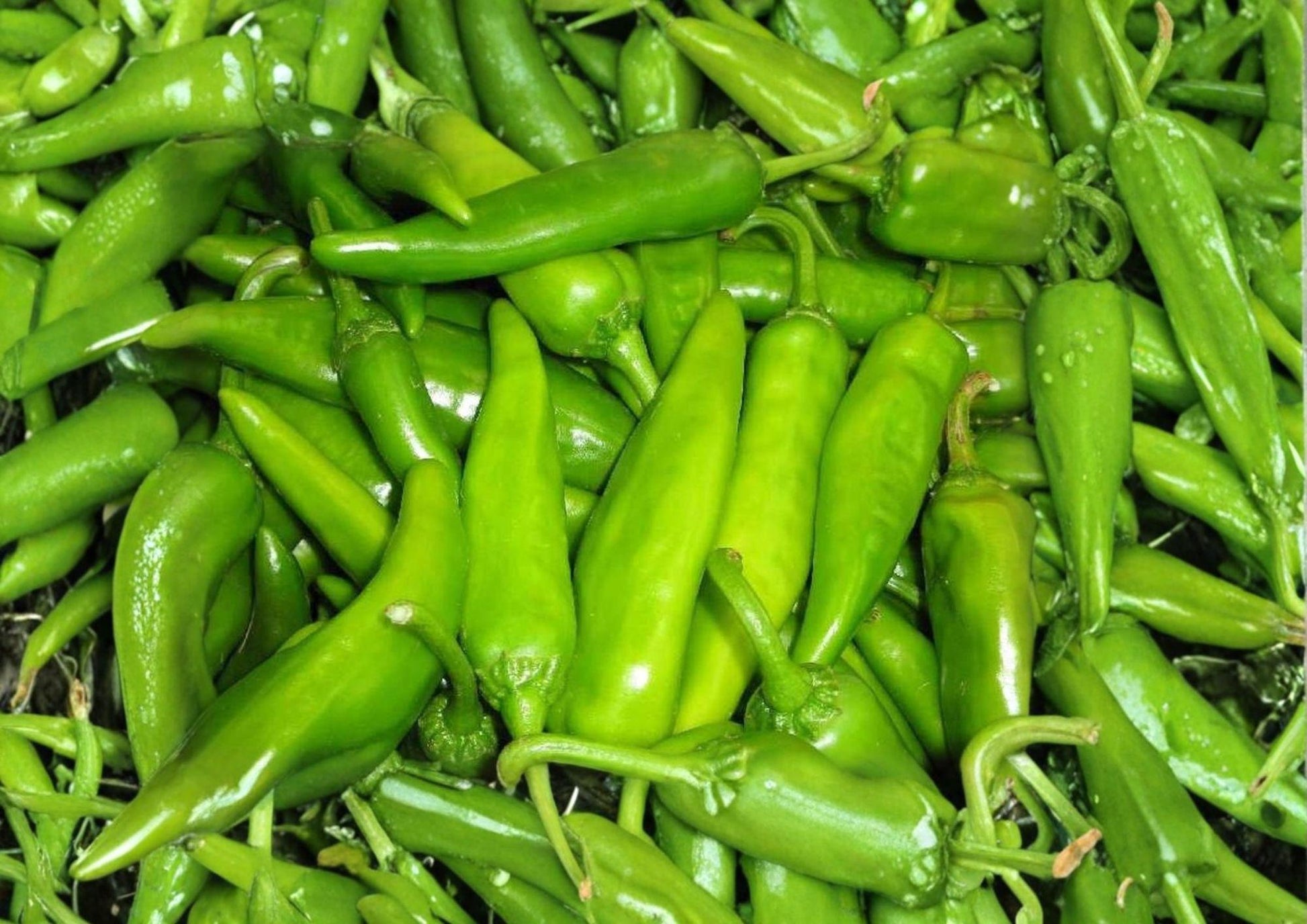 Lumbre Hot Pepper Seeds – 25 Heirloom Red Chili Seeds for Spicy Garden, Fiery Hot Peppers for Salsas, Hot Sauces & Drying