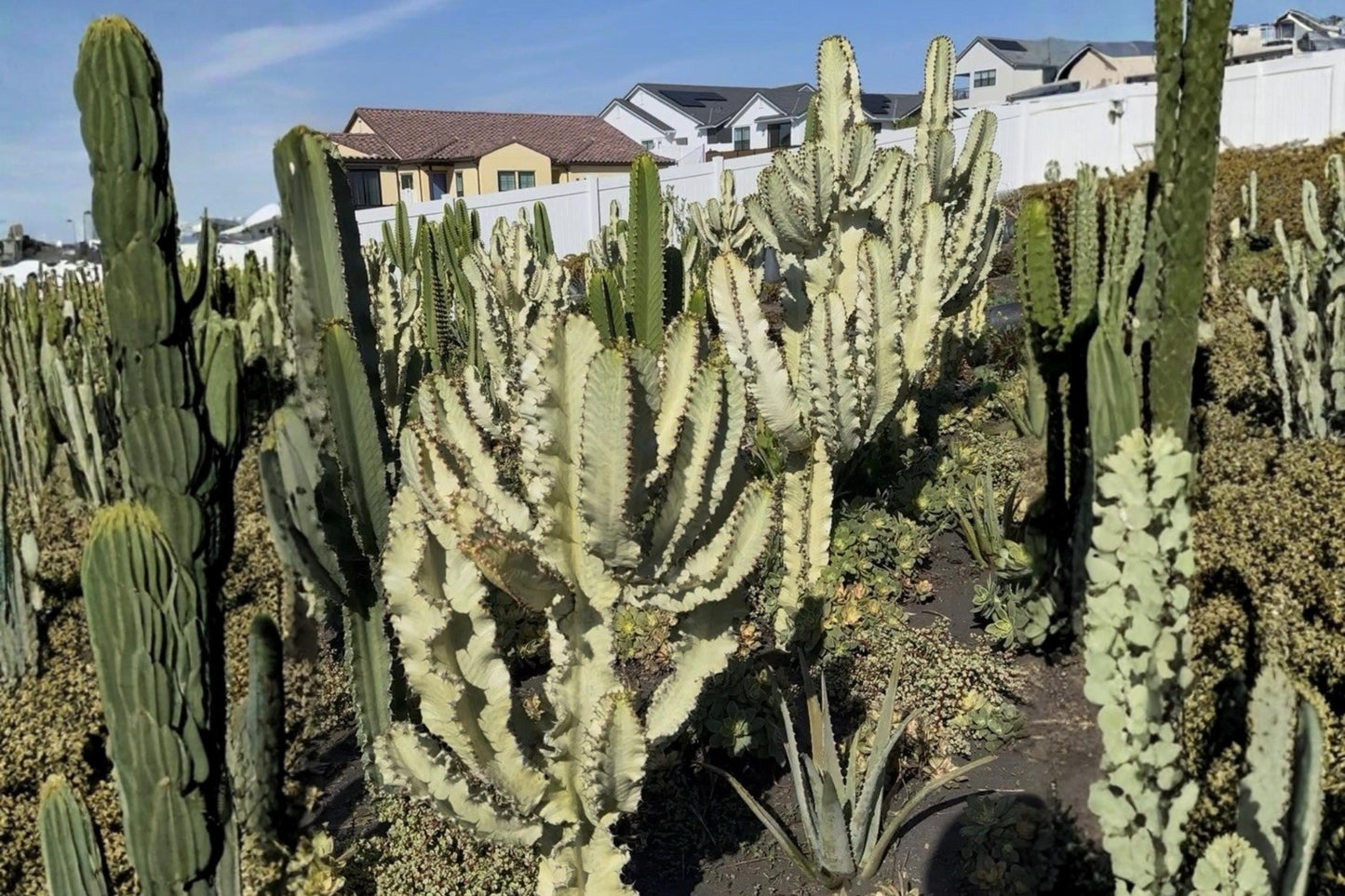 Euphorbia Ammak Cutting 12" | Columnar Succulent | Drought Tolerant Euphorbia ammak Plant