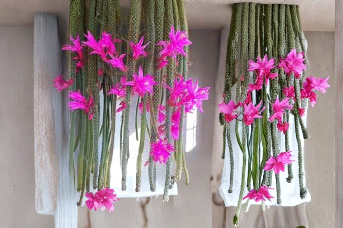 Rat Tail Cactus Cuttings 3-5" | Trailing Succulent with Pink Flowers | Aporocactus flagelliformis