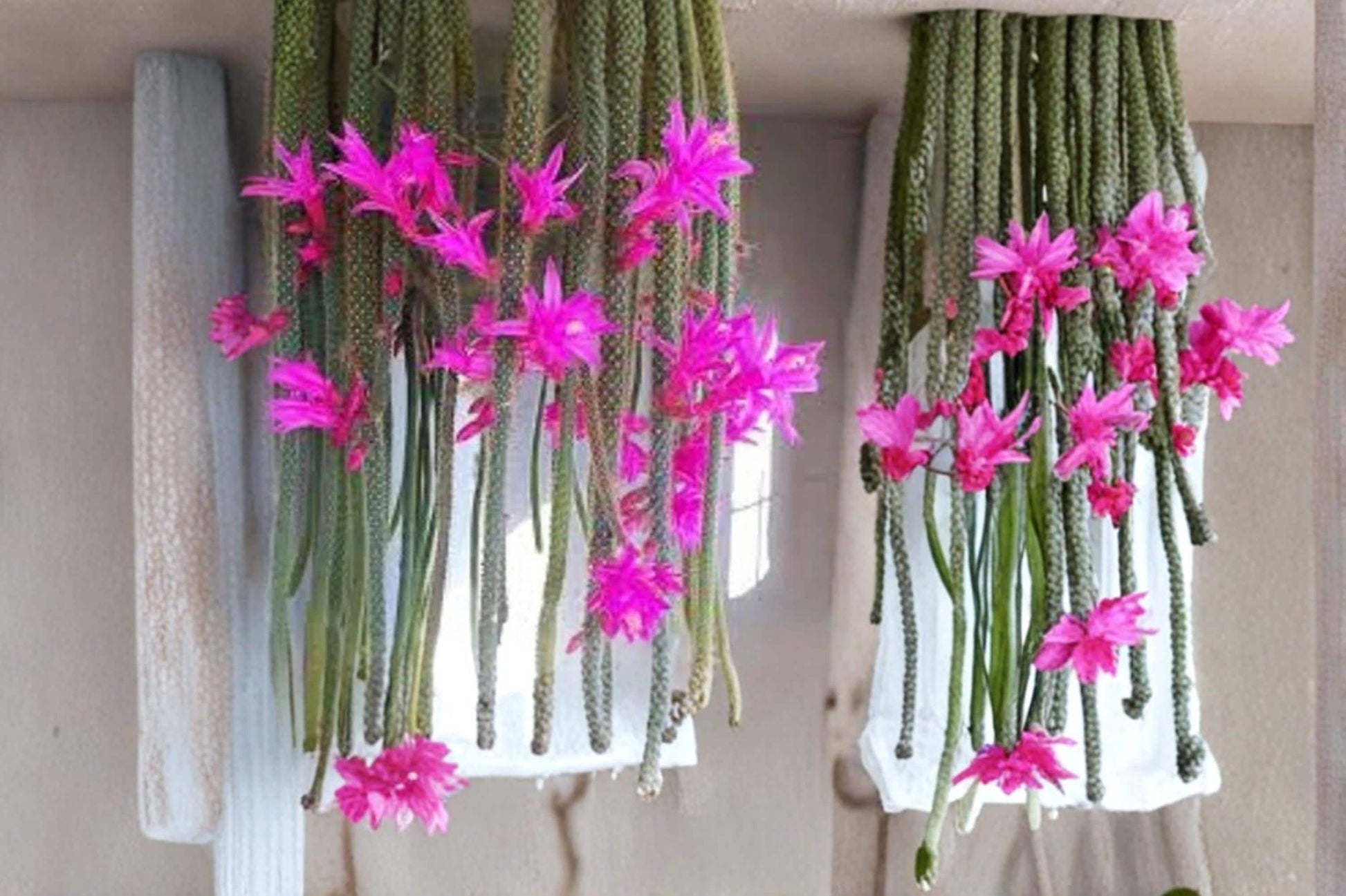 Rat Tail Cactus Cuttings 3-5" | Trailing Succulent with Pink Flowers | Aporocactus flagelliformis