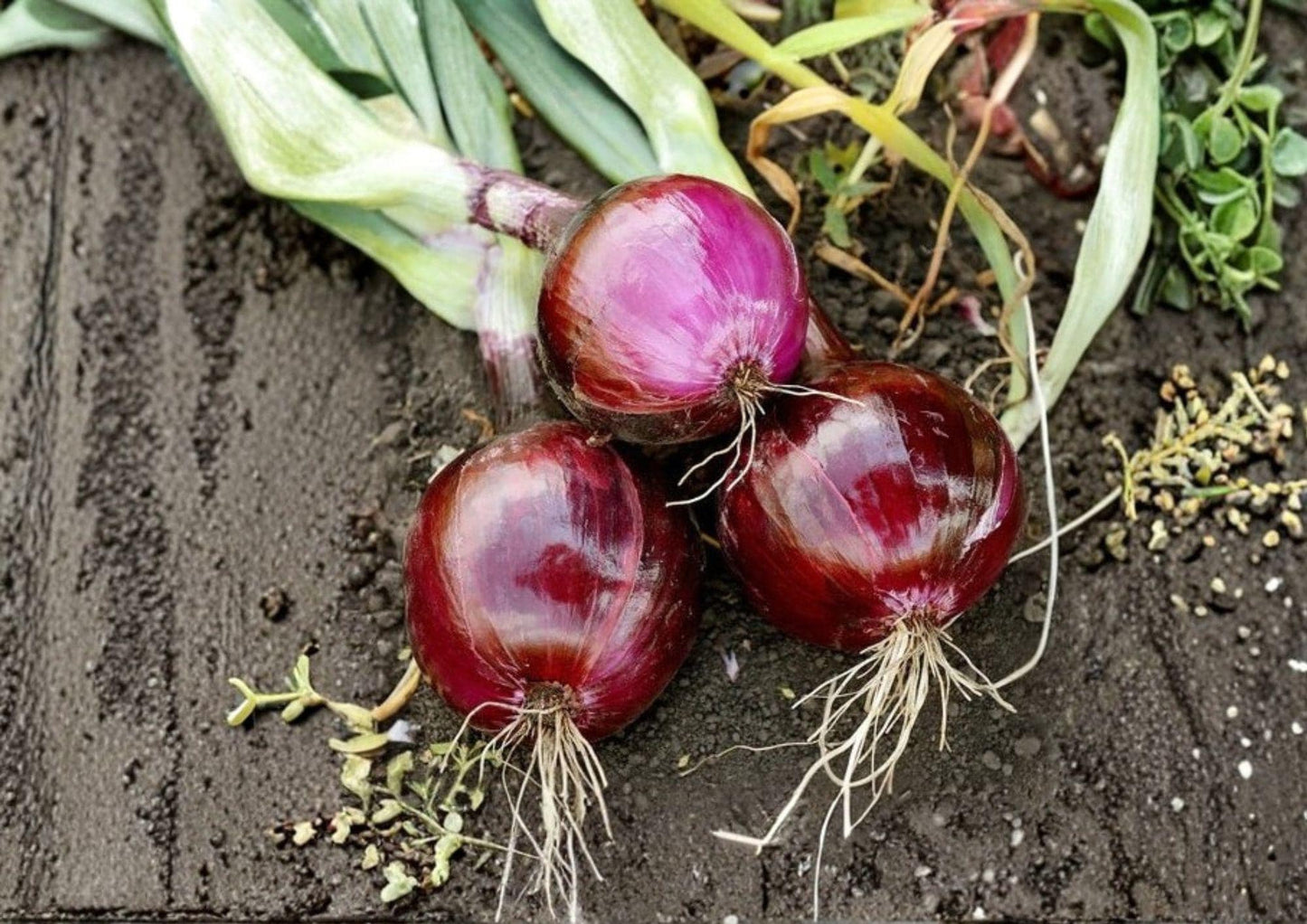 Red Grano Onion Seeds – Heirloom Short-Day Vegetable Seeds for Sweet Red Bulbs, Garden Growing, 50 Seeds
