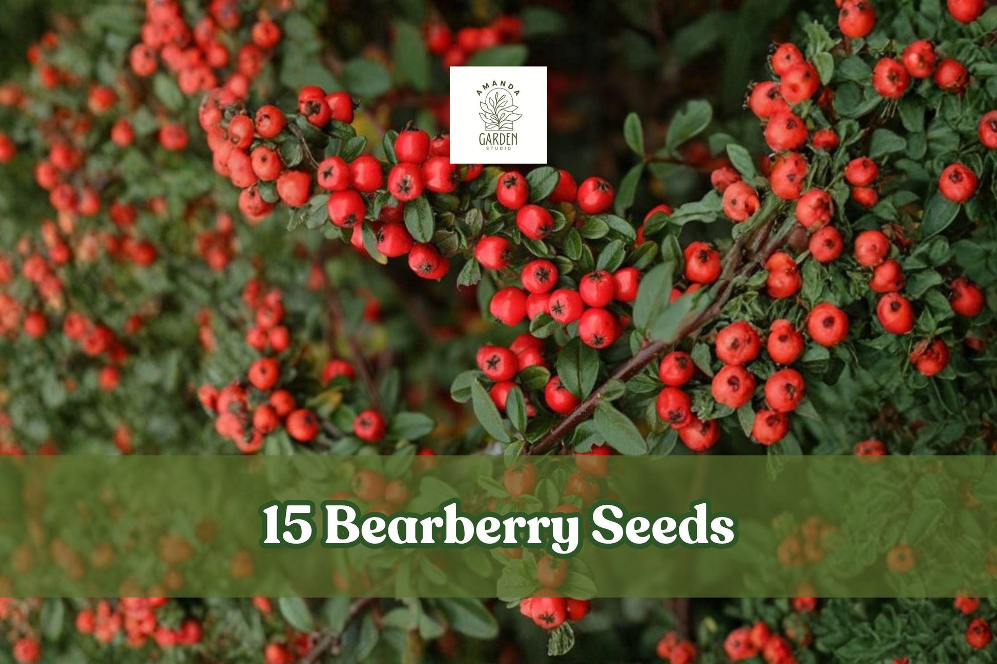 15 Bearberry Seeds – Arctostaphylos uva-ursi Evergreen Ground Cover with Red Berries for Rock Gardens & Slopes