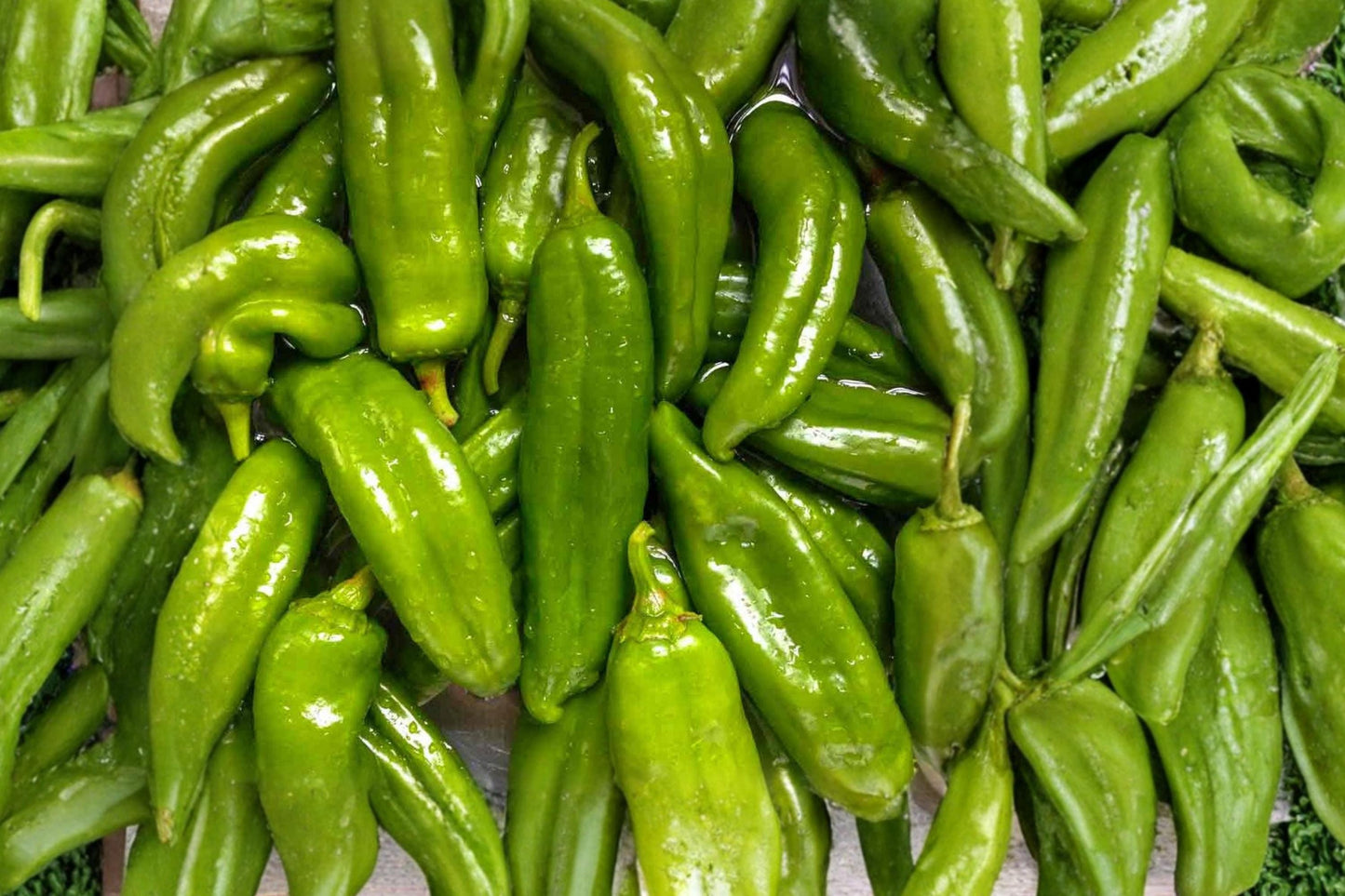 Hatch Giuzeppi Hot Pepper Seeds – Heirloom Capsicum annuum for Roasting, Stuffing & Chili Recipes (25 Seeds)