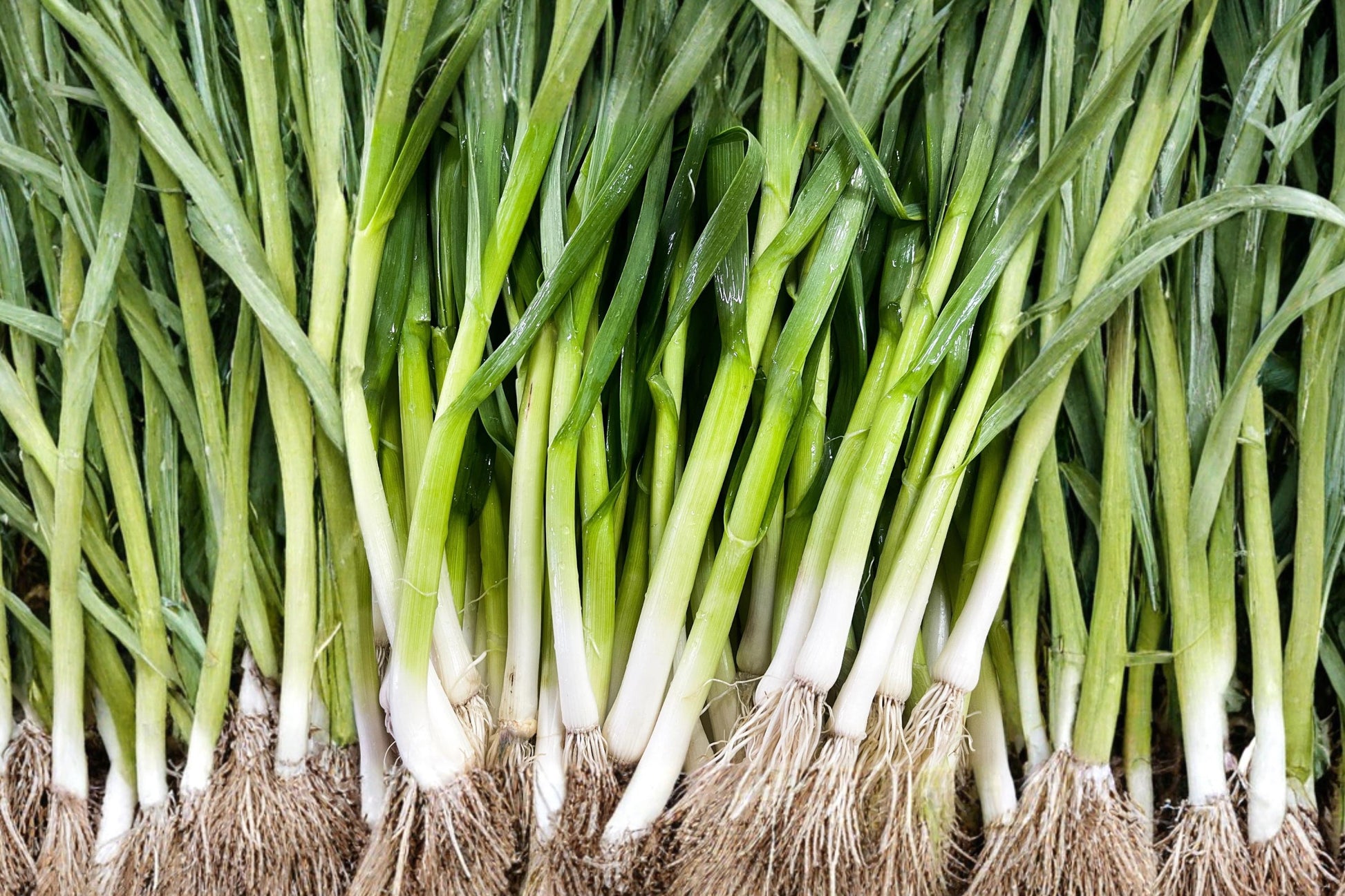 Evergreen Bunching Onion Seeds – Heirloom Scallion Variety for Home Gardens, Fresh Green Tops, White Stalks, All-Season Growth