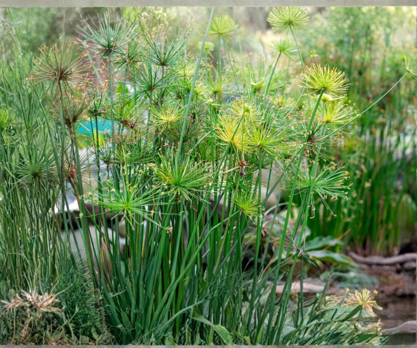 Dwarf Papyrus Pond Plant – Tropical Aquatic Marginal Plant – Live Water Garden Plant – Cyperus papyrus