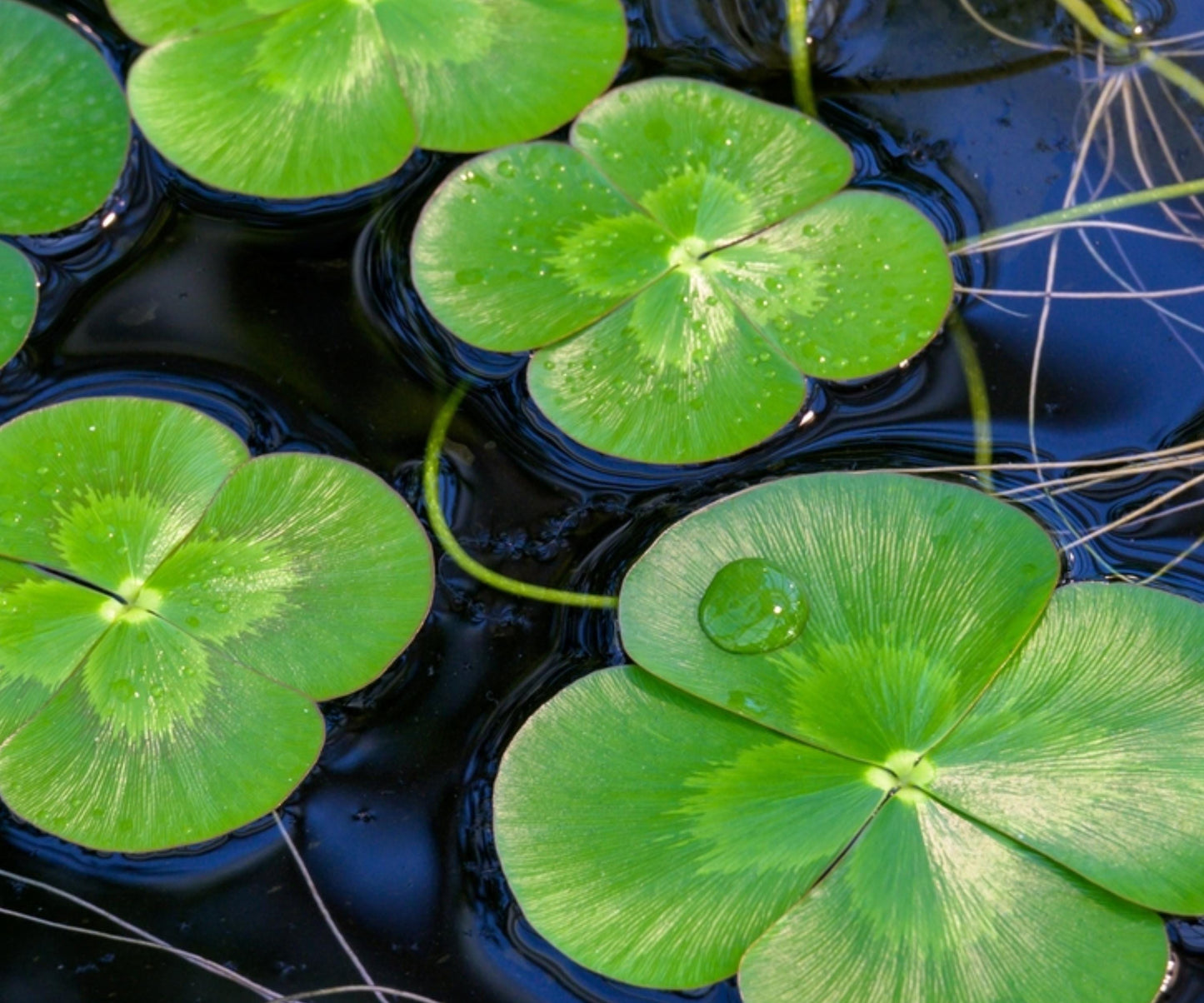 Variegated Four Leaf Clover Live Plant – Marsilea mutica Aquatic Marginal for Water Gardens & Ponds
