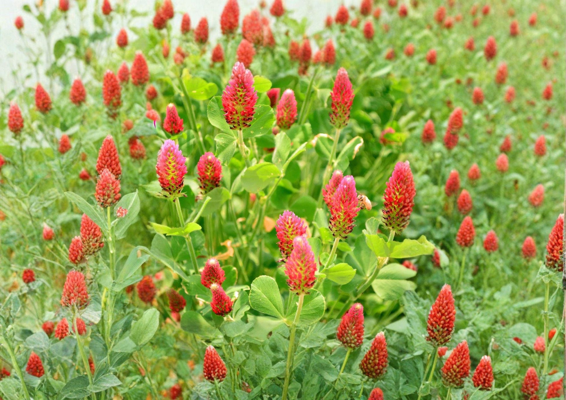 Crimson Clover Dixie Cover Crop Seeds – Trifolium incarnatum Non-GMO Inoculated for Soil Improvement & Pollinator Habitat
