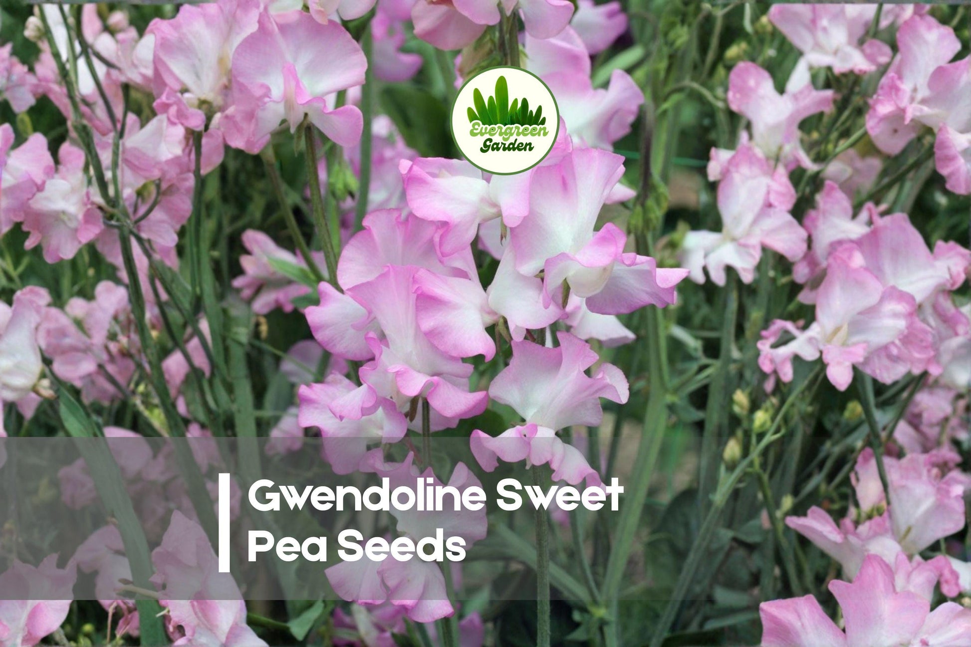Gwendoline Sweet Pea Seeds - Pink Climbing Flower, Fragrant, Cut-Flower, Lathyrus odoratus, 50+ Seeds