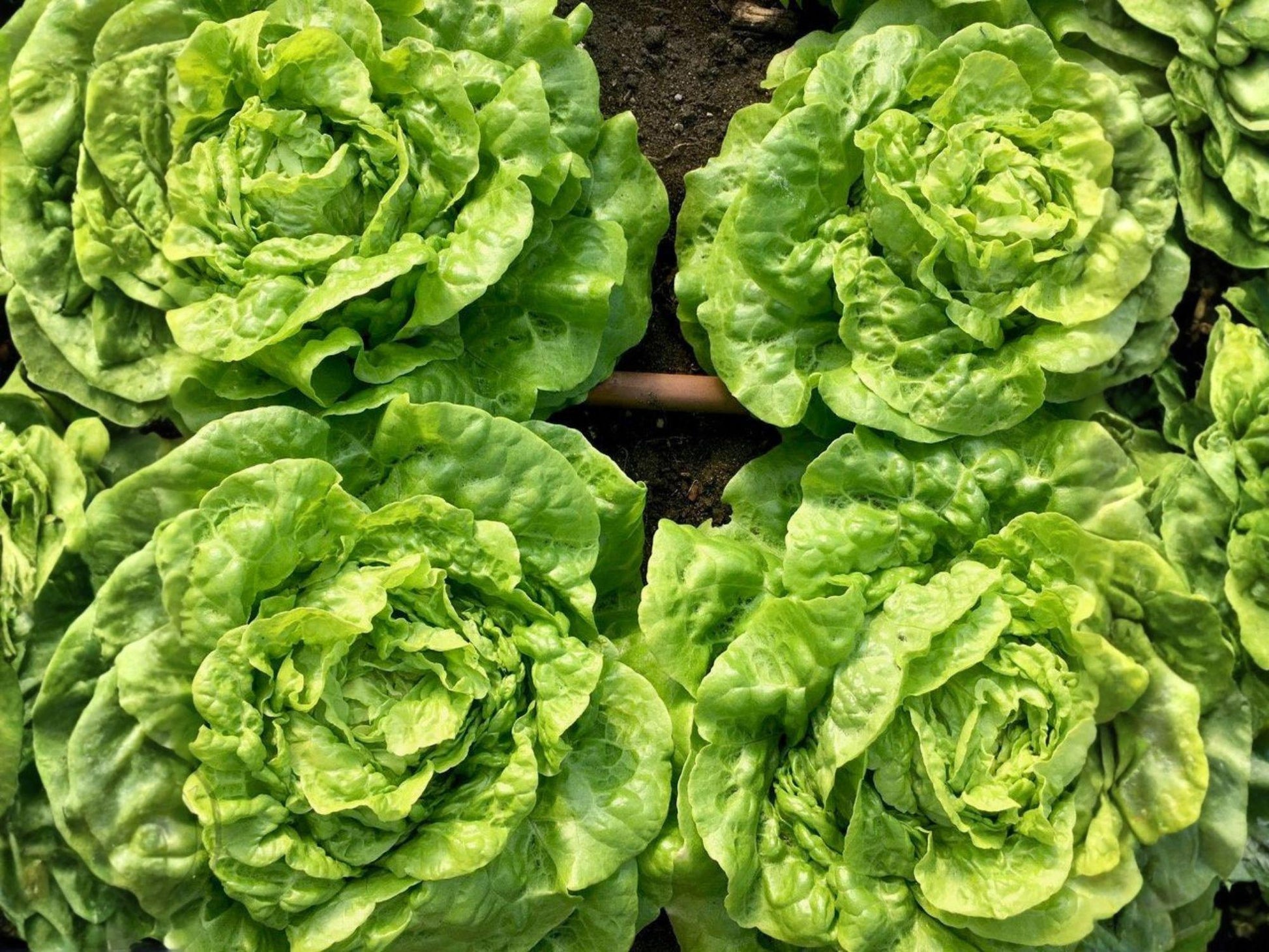 Tom Thumb Lettuce Seeds, Compact Butterhead Lettuce, Light Green, Lactuca sativa, 1000 Seeds