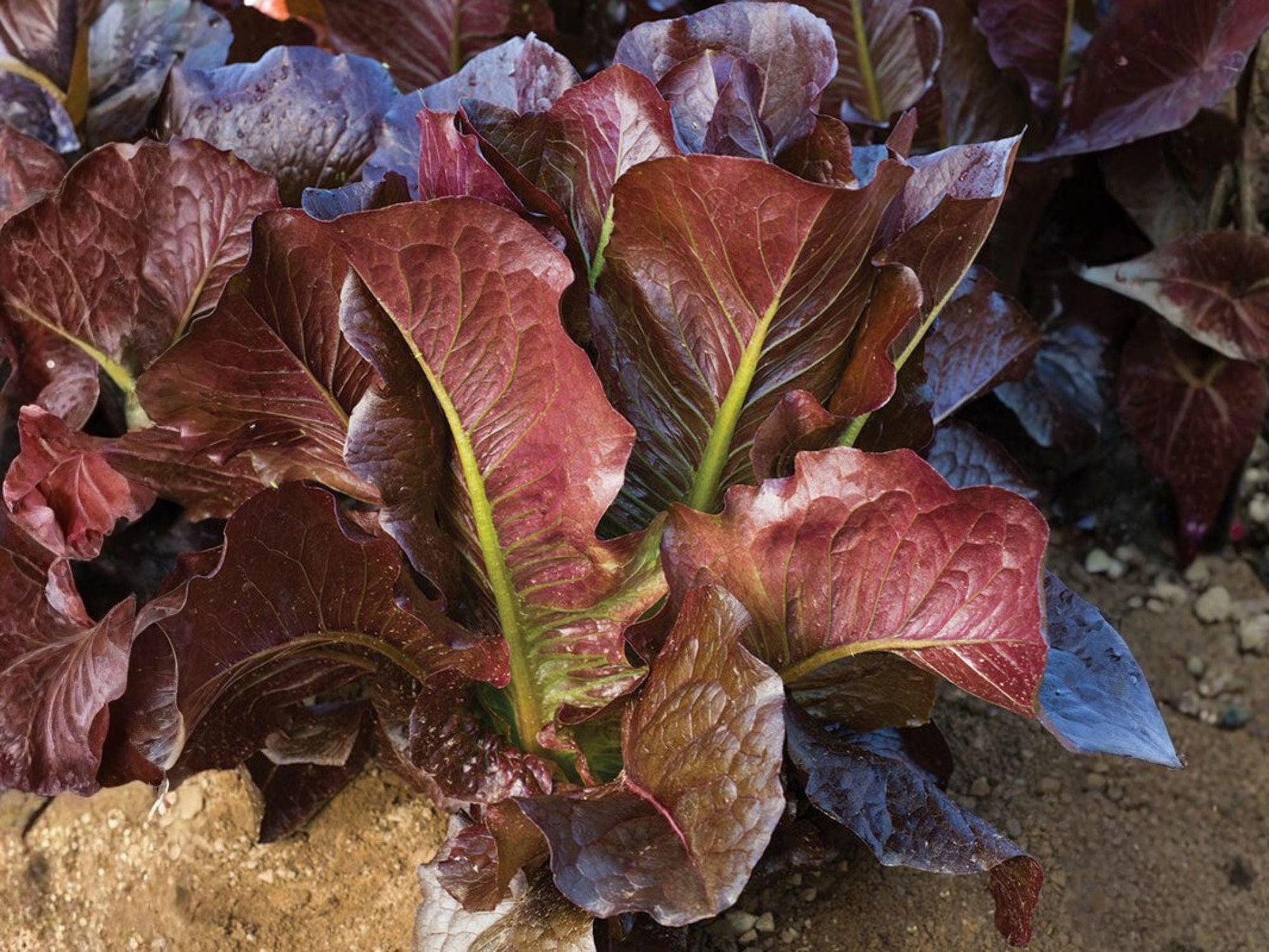 Red Romaine Lettuce Seeds – 1000 Pack, Lactuca sativa, Upright Leafy Vegetable for Garden & Container Planting