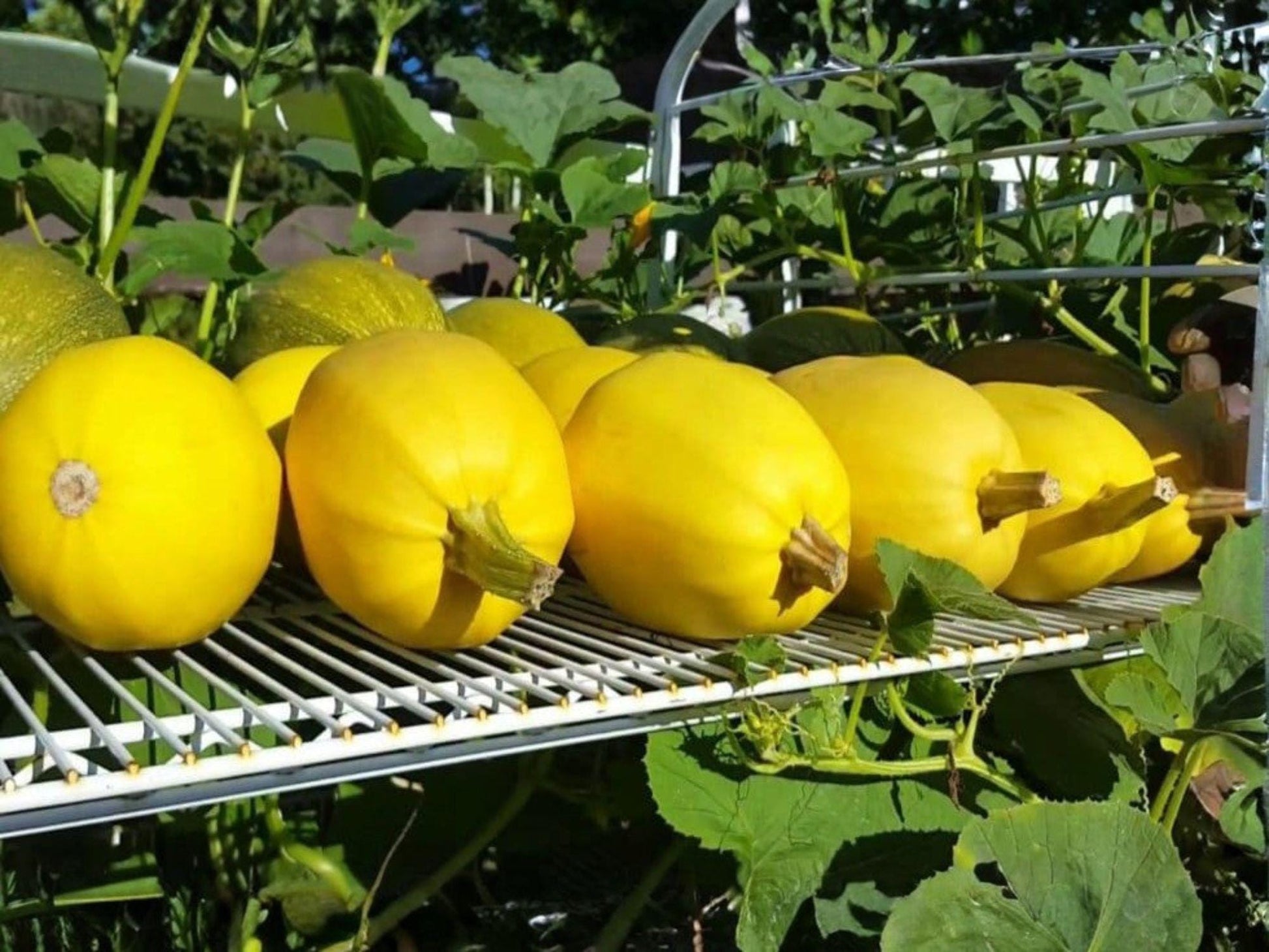 Spaghetti Squash Seeds – 10 Winter Vegetable, Yellow Oval Fruit, Spaghetti-Like Flesh, Cucurbita pepo
