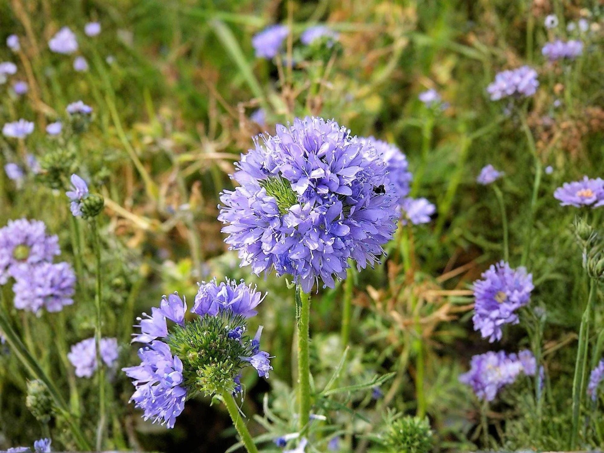 Gilia Capitata Seeds – Globe Bluehead Wildflower, Pollinator Annual, Vibrant Blue Flowers, Drought Tolerant, 100 Seeds