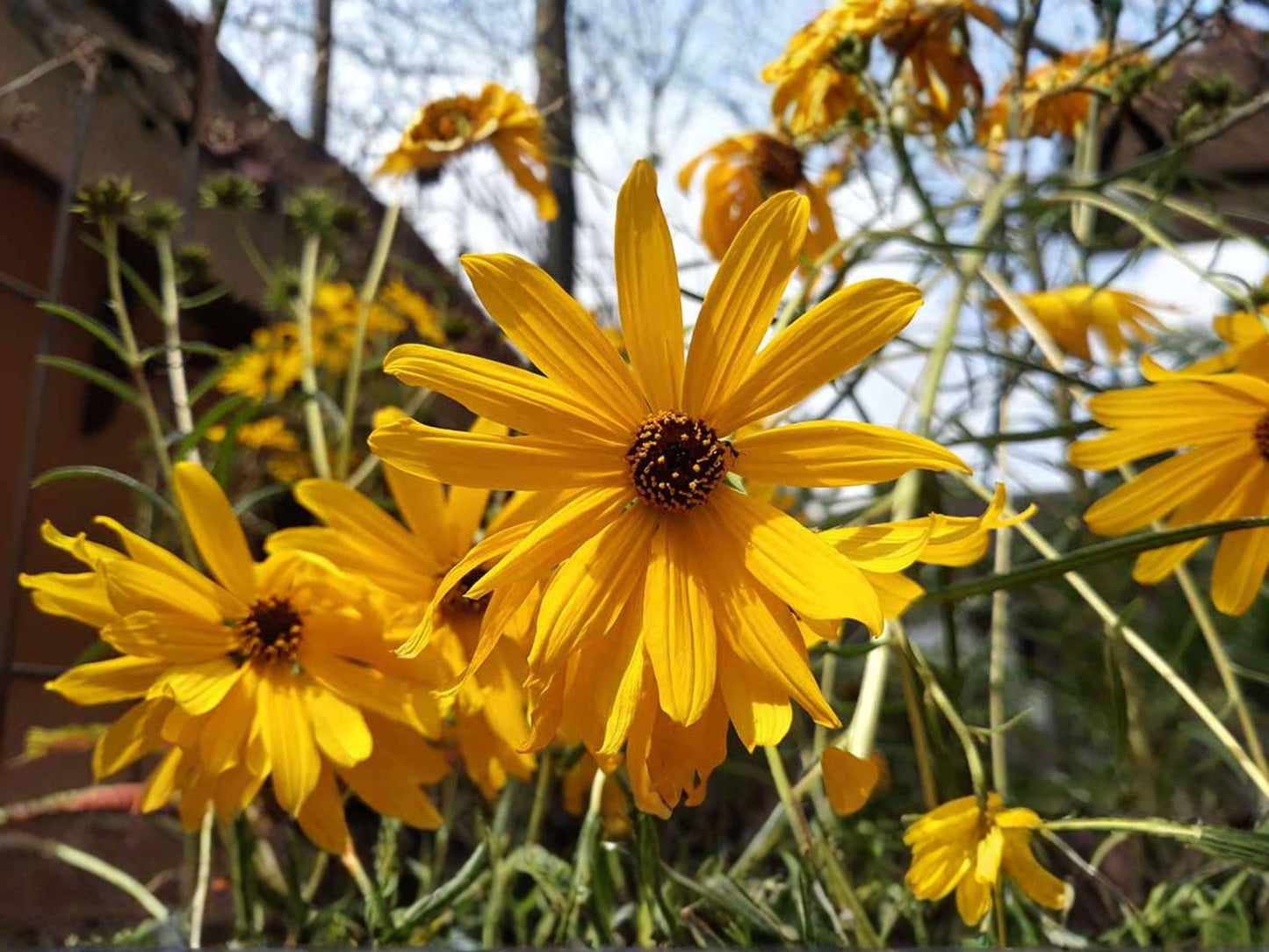 Swamp Sunflower Seeds - Heirloom Non-GMO Wildflower for Native Gardens - Helianthus angustifolius