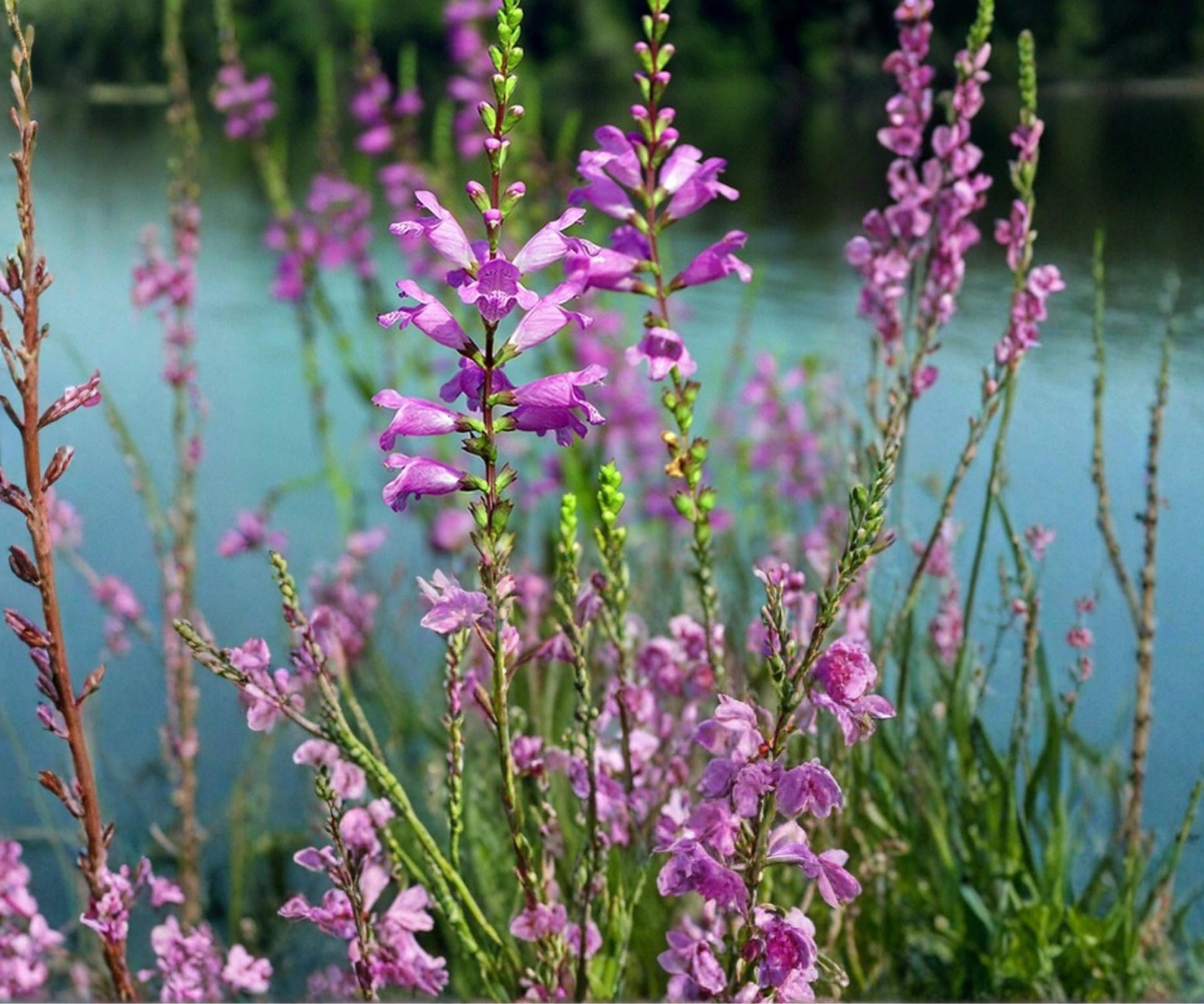 Obedient Plant Live Pond Plant – Hardy Bog & Marginal Lavender Water Garden Flower – Physostegia