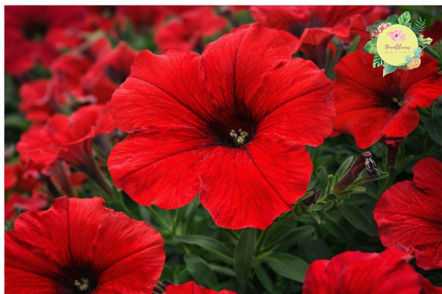 Cherry Taffeta Petunia Seeds – 1000+ Perennial Flower Seeds for Borders, Containers, and Gardens | Petunia × hybrida