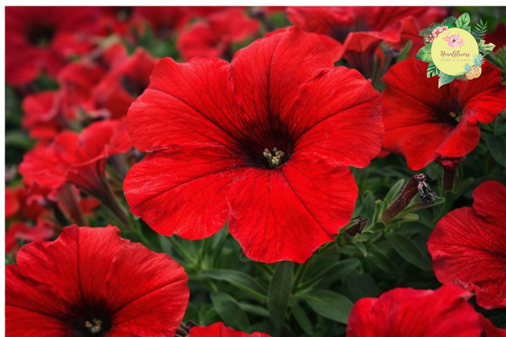 Cherry Taffeta Petunia Seeds – 1000+ Perennial Flower Seeds for Borders, Containers, and Gardens | Petunia × hybrida