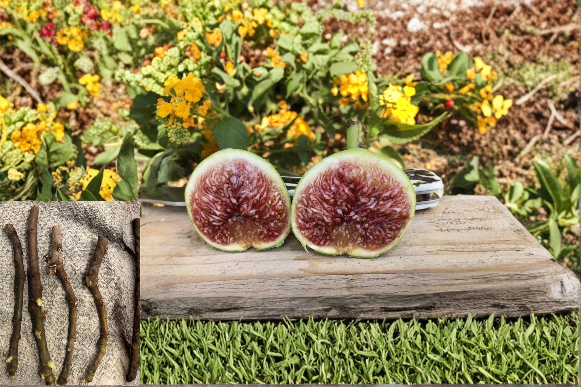 White Adriatic Fig Cuttings - Ficus carica, 6-8" Deciduous Fruit Tree for Garden & Orchard