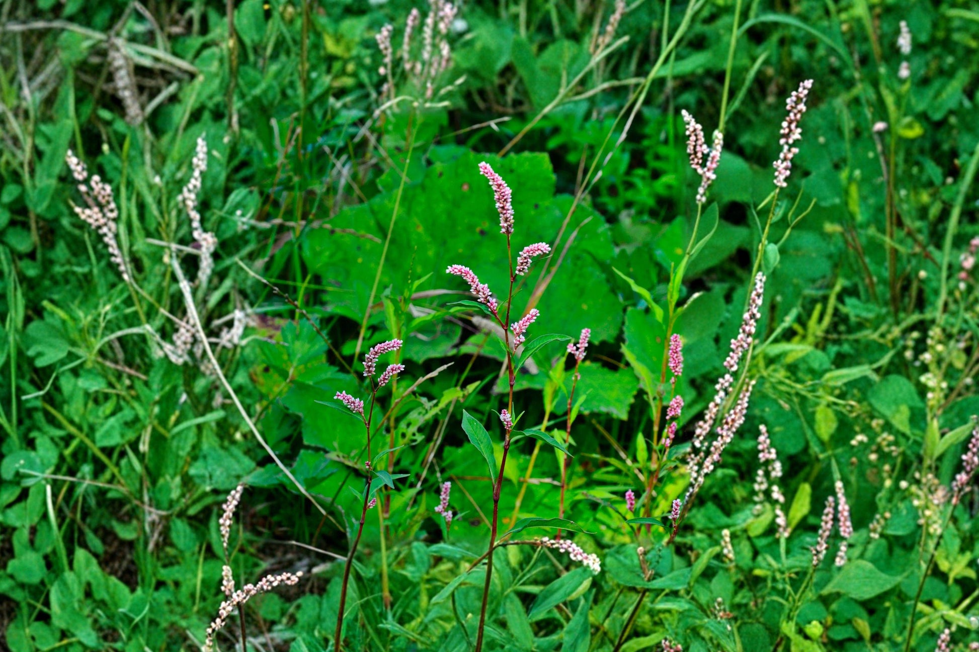Water Pepper Seeds - Heirloom Non-GMO Polygonum Hydropiper Herb for Culinary Use, Sushi Garnish & Container Gardening