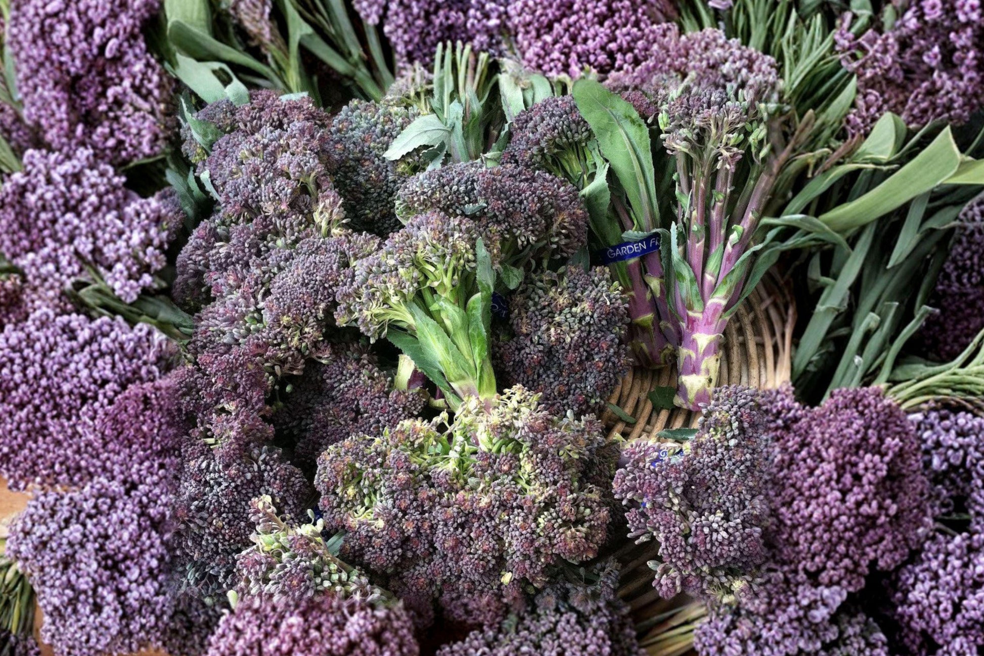 Early Purple Sprouting Broccoli Seeds – Heirloom Non-GMO Vegetable Garden Pack for Cold Hardy, Purple Florets, Full Sun, 400+ Seeds