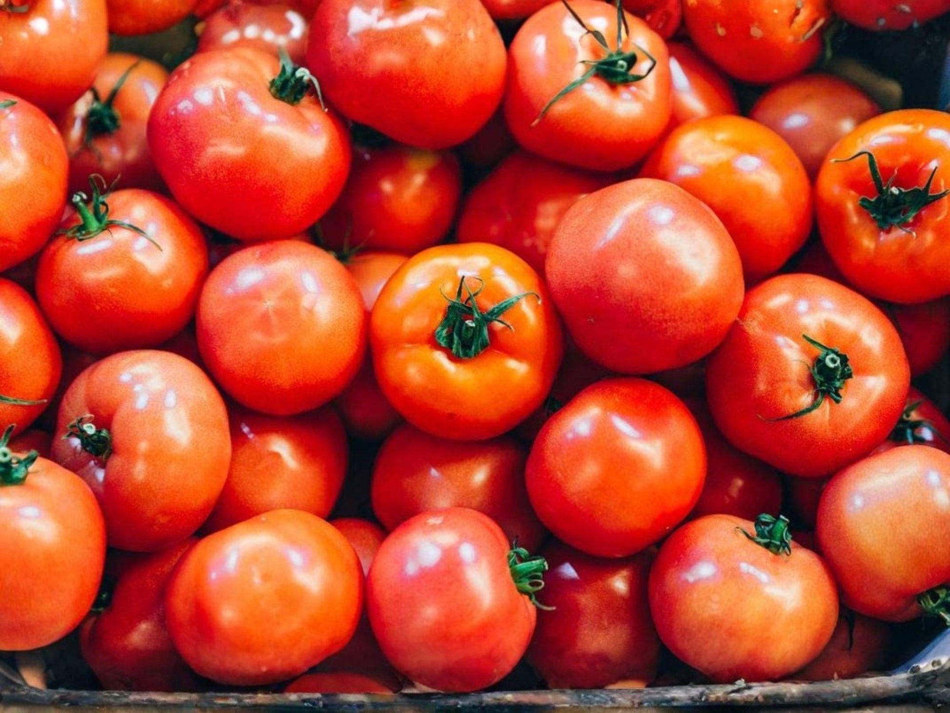 Rutgers Tomato Seeds – Heirloom Red Slicing Vegetable Seeds – Classic American Tomato Variety for Home Gardens