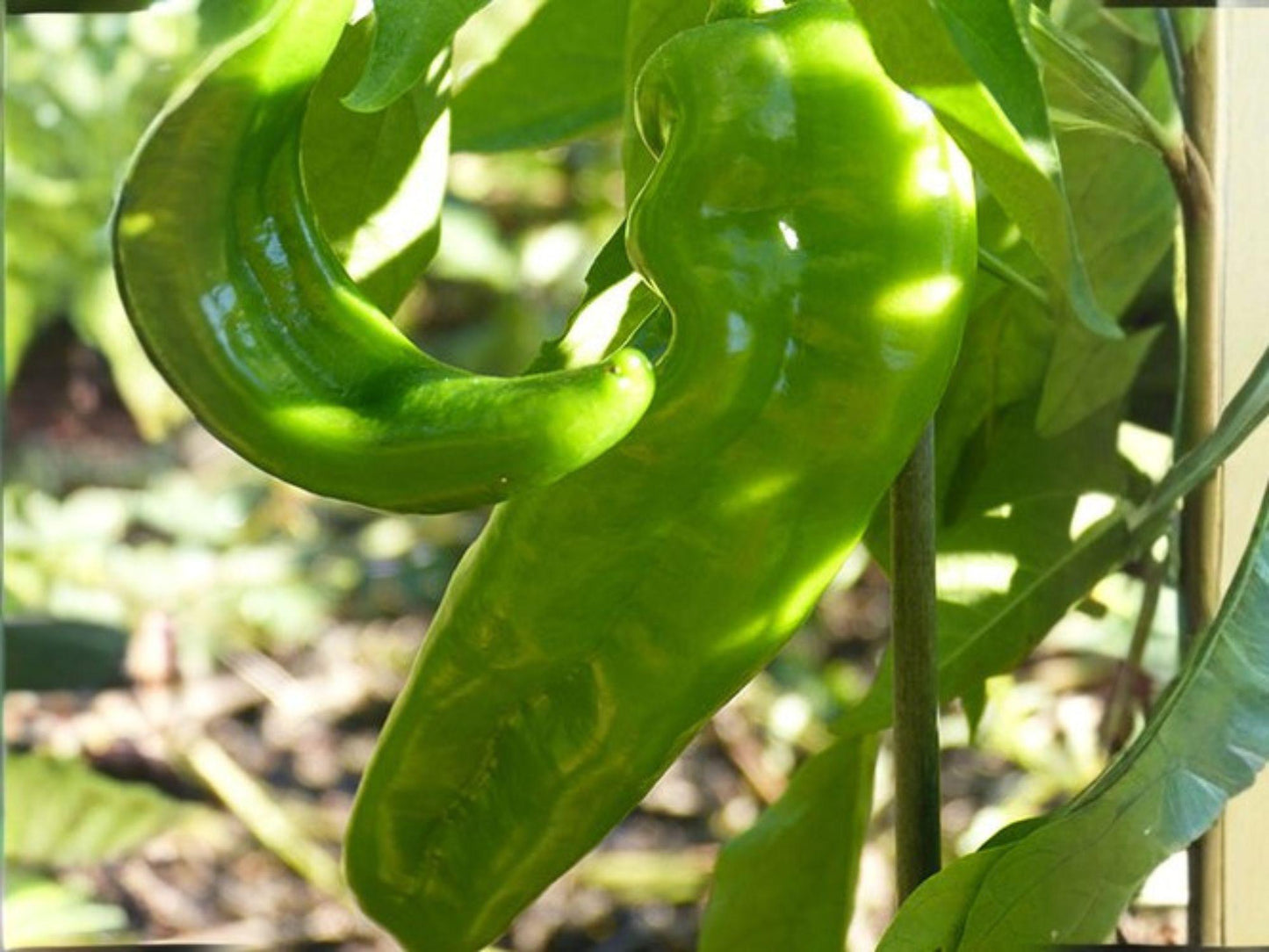 Hatch Giuzeppi Hot Pepper Seeds – 25 Heirloom Southwest Chili for Roasting, Stuffing, Grilling, Sauces – Warm Climate Vegetable Garden