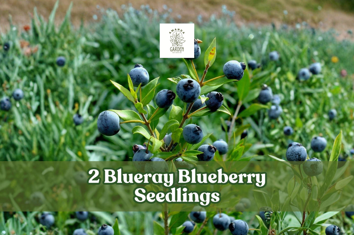 Blueberry Seedlings – 2 Blueray Vaccinium corymbosum Fruit Bushes for Garden, Berry Patch, Landscape